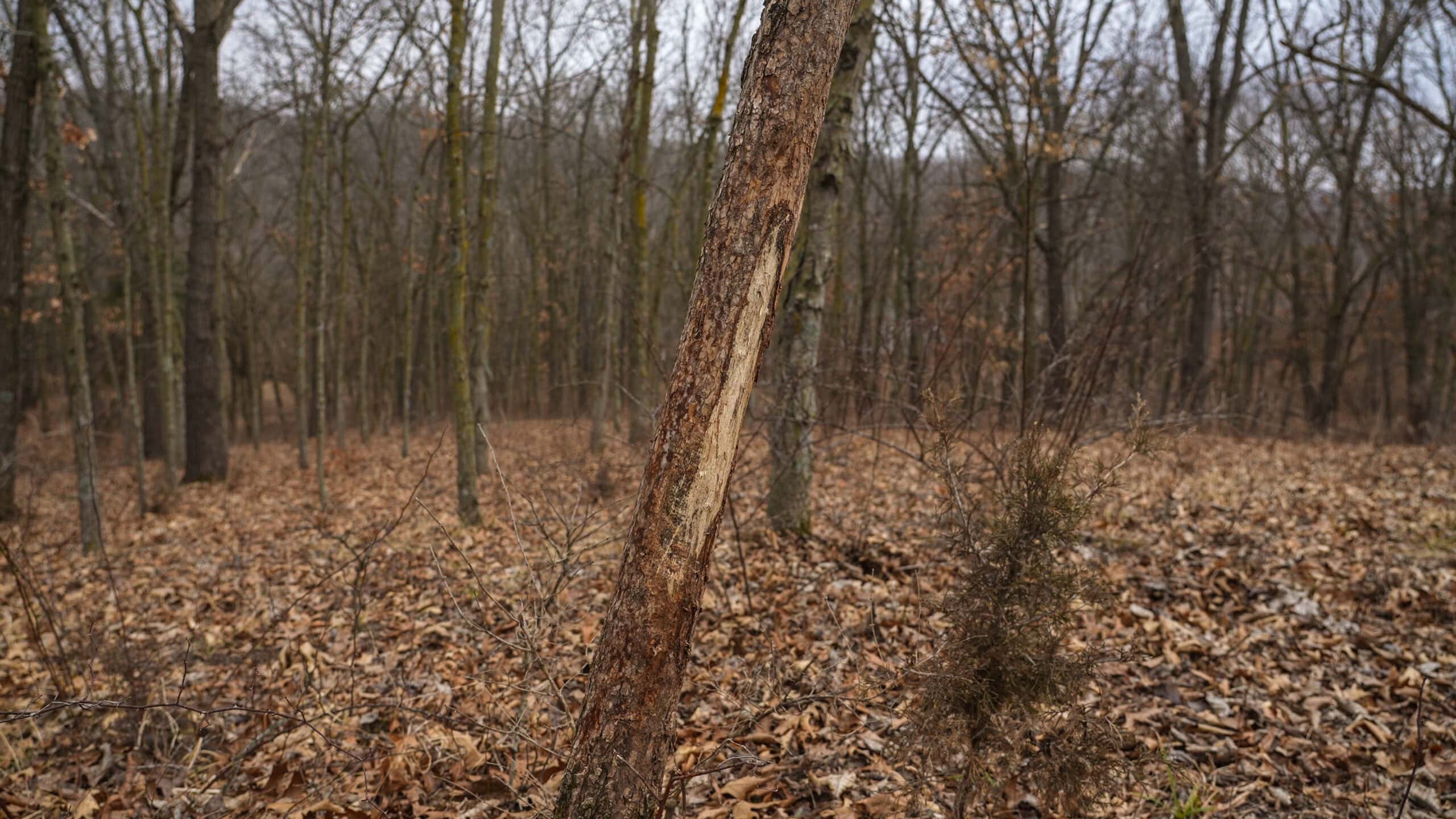 270+/- Acres | Rolling Ridges, Timber, Row Crop & Premier Hunting | Appanoose County, IA