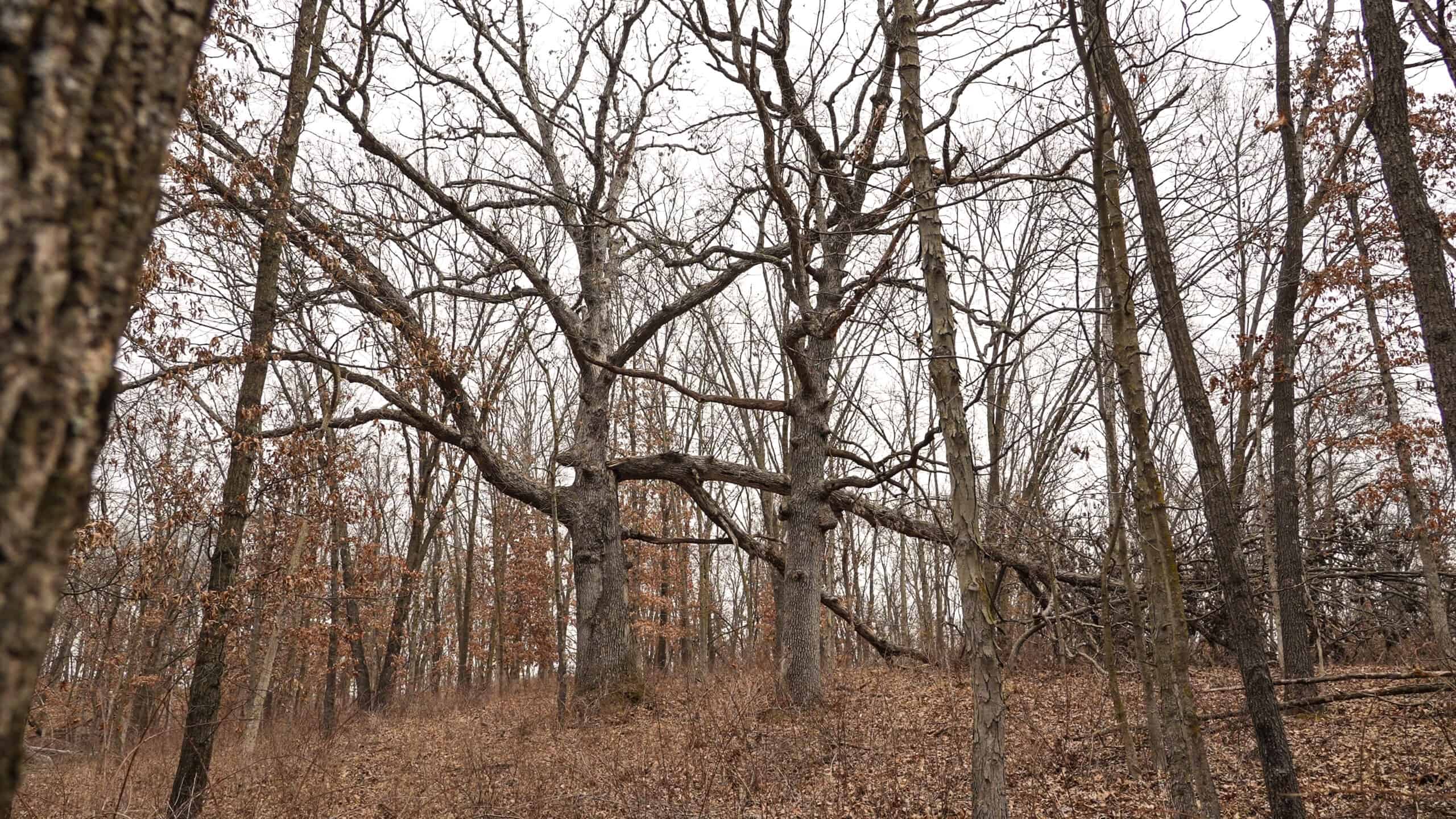 270+/- Acres | Rolling Ridges, Timber, Row Crop & Premier Hunting | Appanoose County, IA