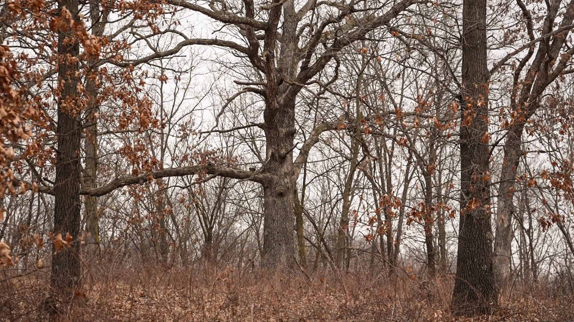 270+/- Acres | Rolling Ridges, Timber, Row Crop & Premier Hunting | Appanoose County, IA