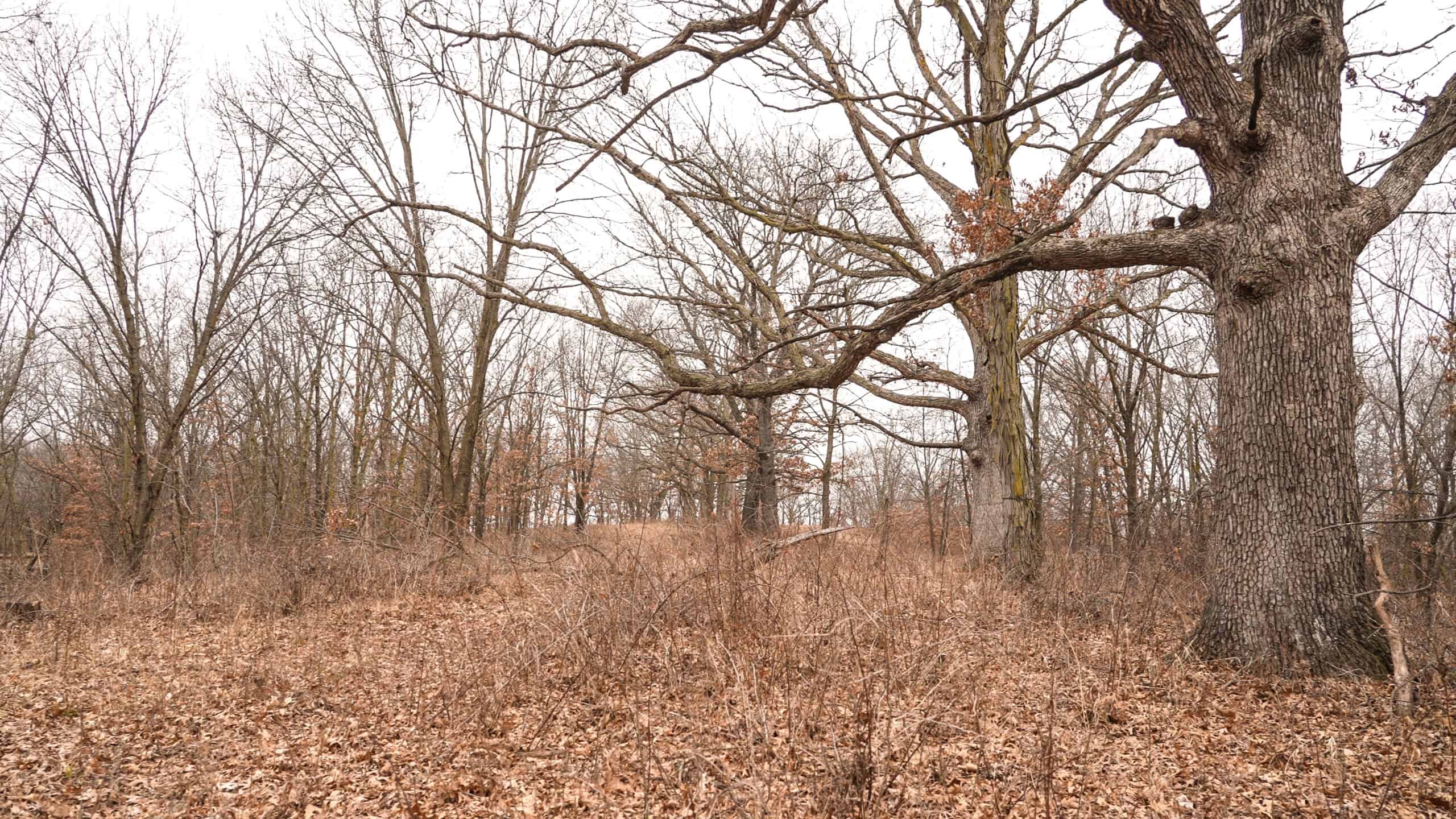 270+/- Acres | Rolling Ridges, Timber, Row Crop & Premier Hunting | Appanoose County, IA