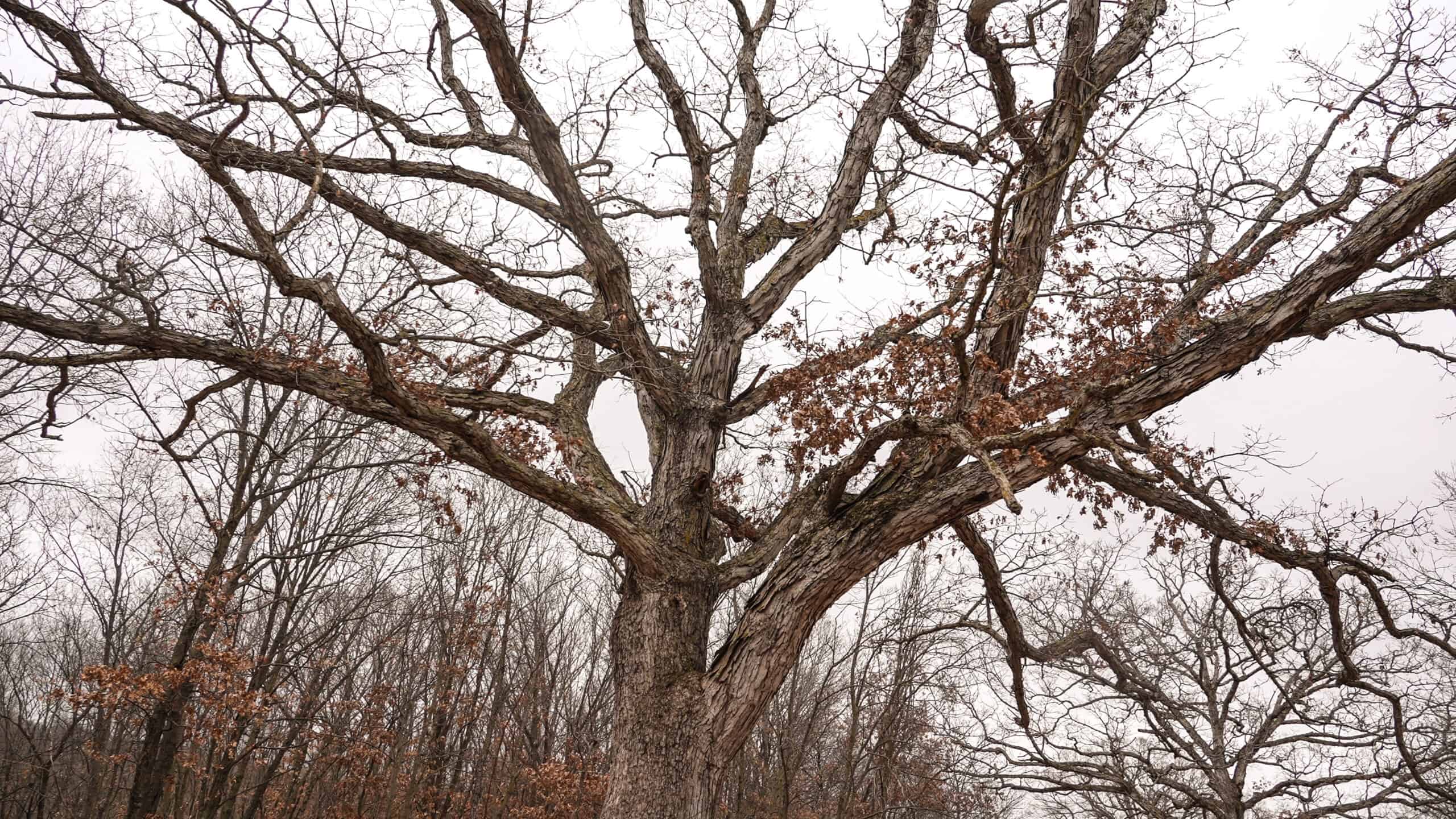 270+/- Acres | Rolling Ridges, Timber, Row Crop & Premier Hunting | Appanoose County, IA