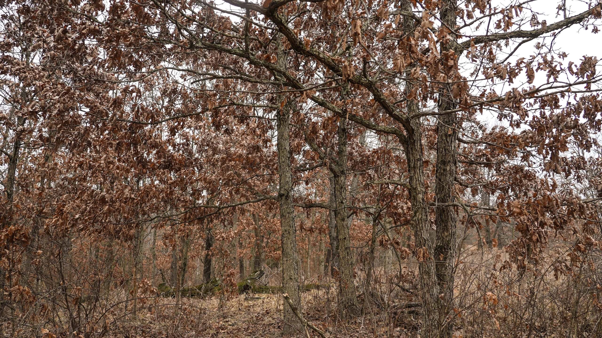 270+/- Acres | Rolling Ridges, Timber, Row Crop & Premier Hunting | Appanoose County, IA