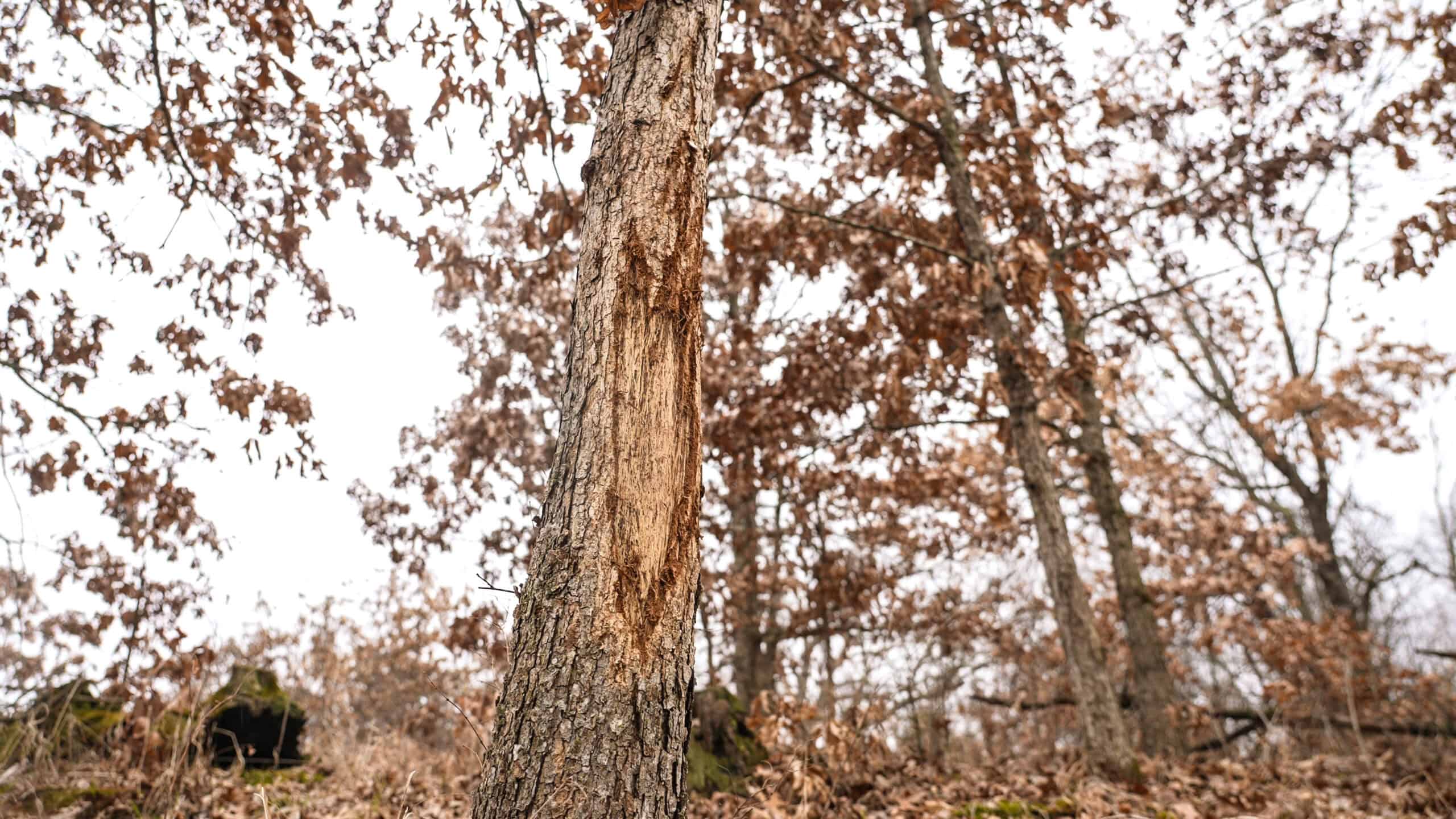 270+/- Acres | Rolling Ridges, Timber, Row Crop & Premier Hunting | Appanoose County, IA