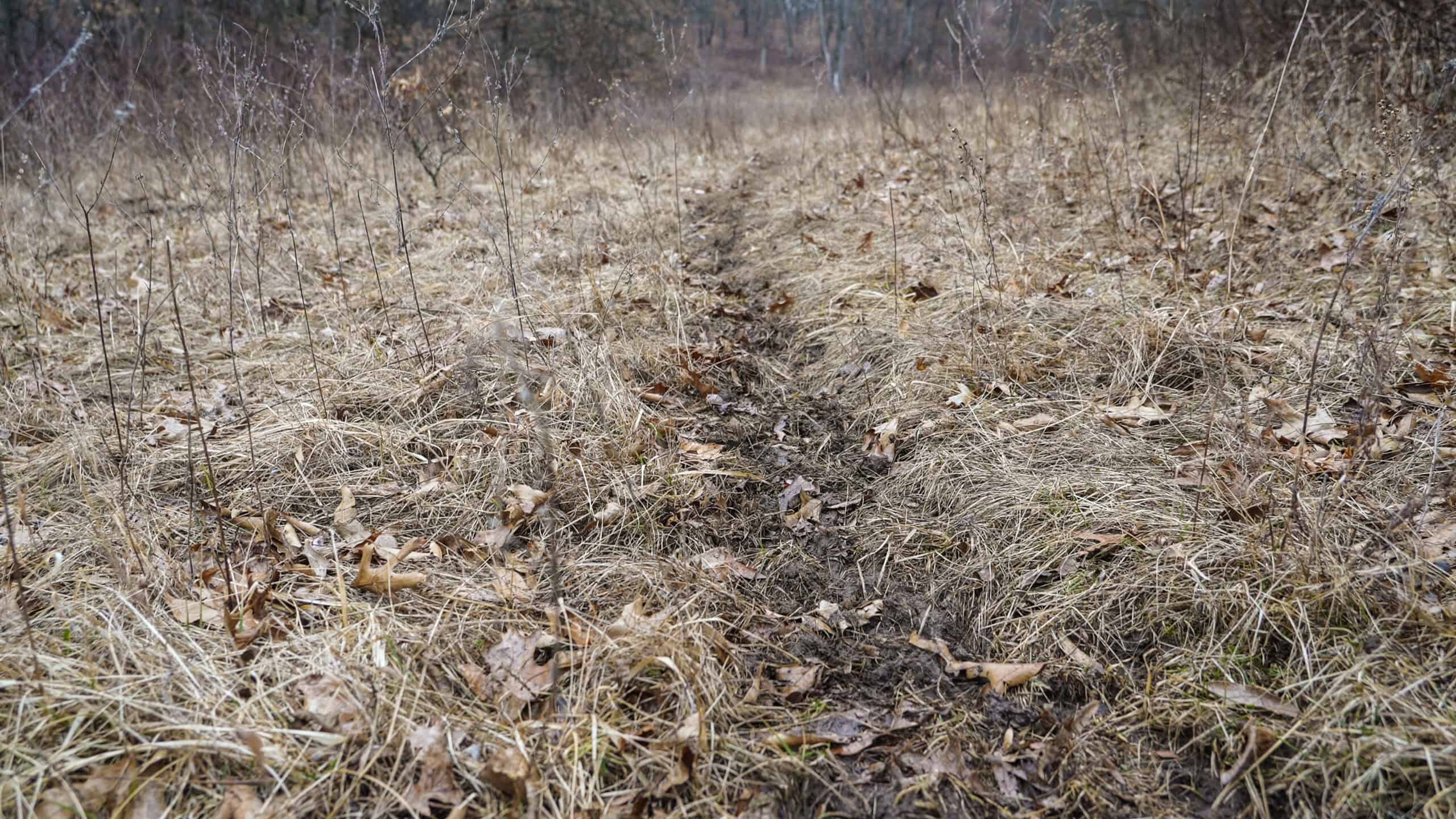270+/- Acres | Rolling Ridges, Timber, Row Crop & Premier Hunting | Appanoose County, IA