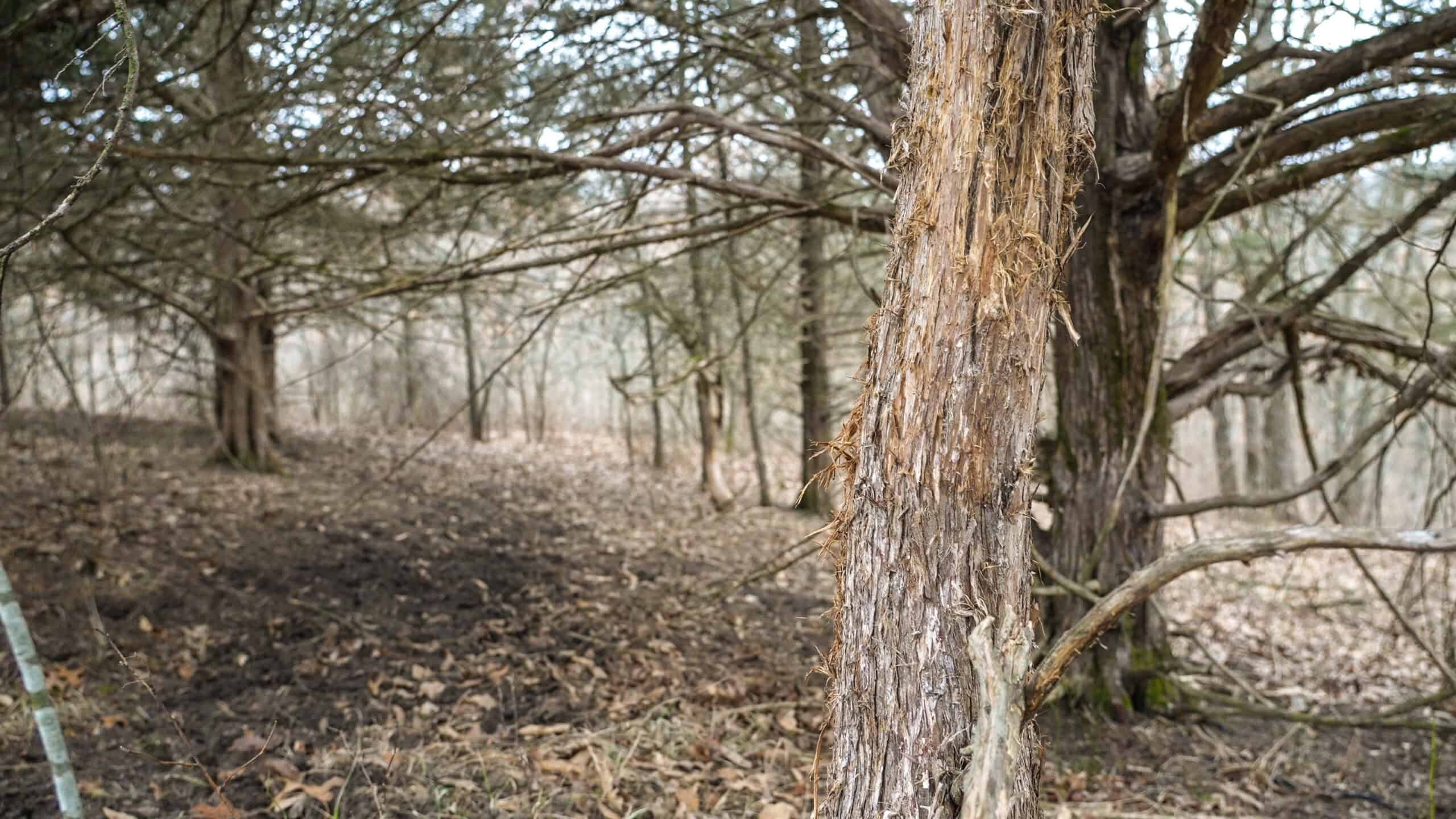 270+/- Acres | Rolling Ridges, Timber, Row Crop & Premier Hunting | Appanoose County, IA