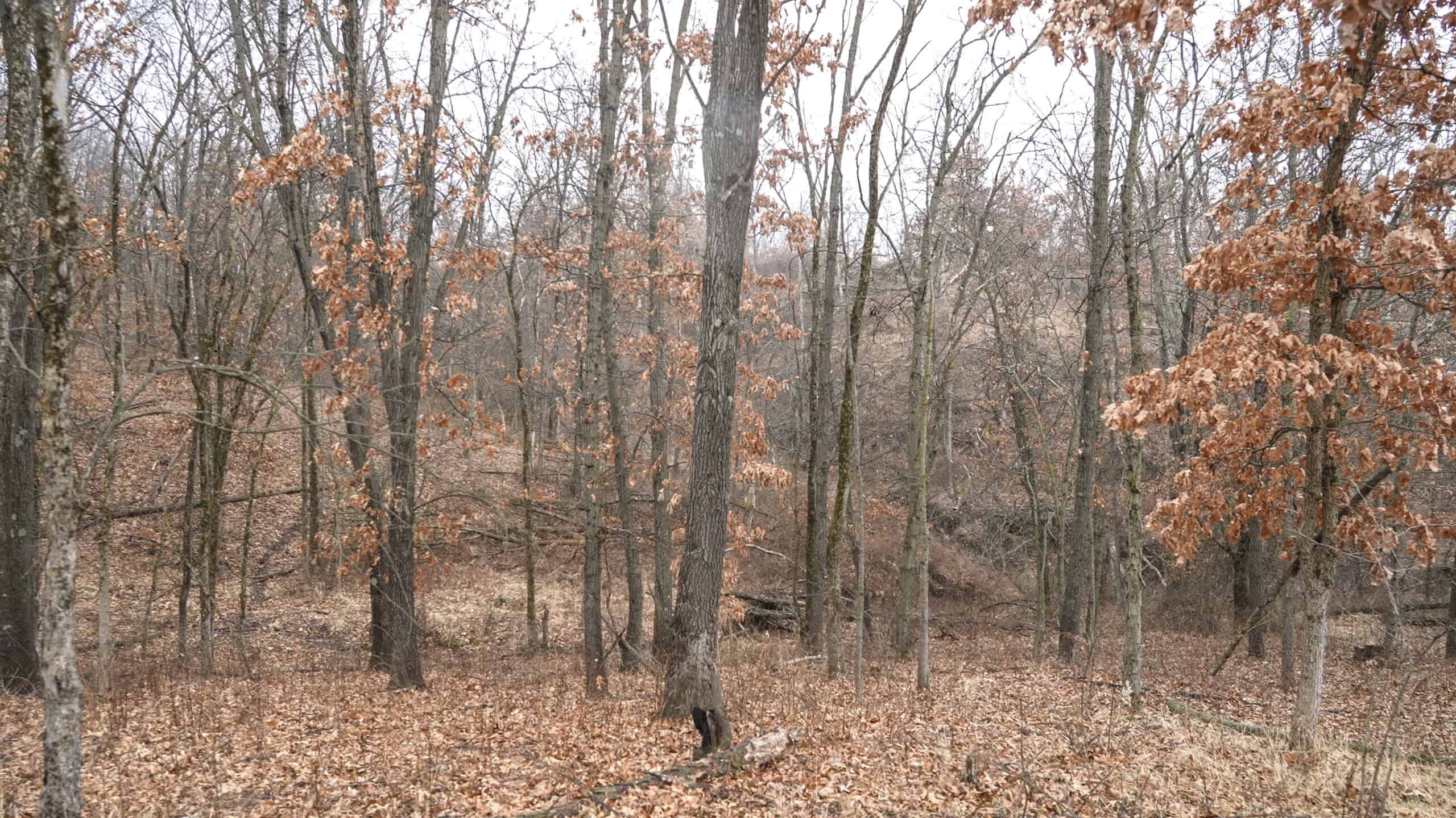 270+/- Acres | Rolling Ridges, Timber, Row Crop & Premier Hunting | Appanoose County, IA