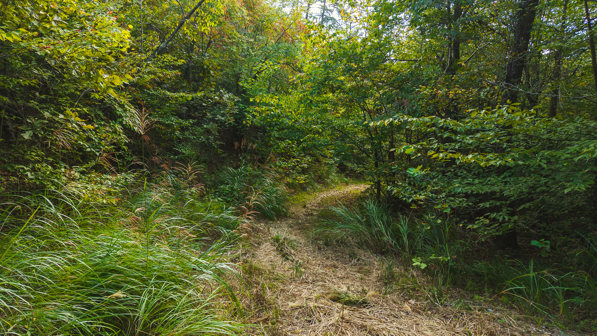 Secluded Riverfront Paradise in East Tennessee’s Wilderness Hancock County