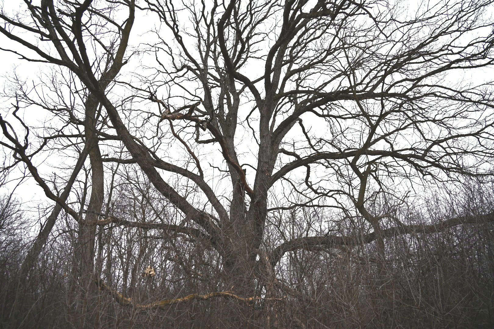 Hunting land in Michigan