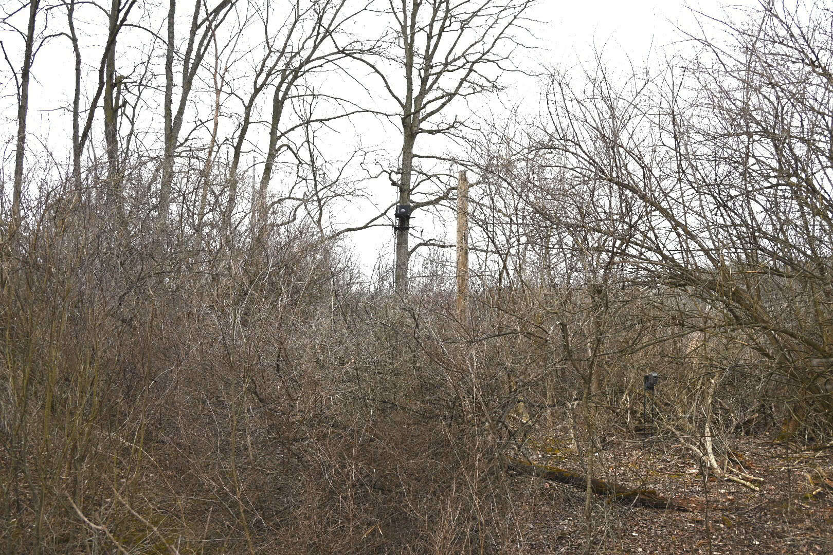 Hunting land in Michigan