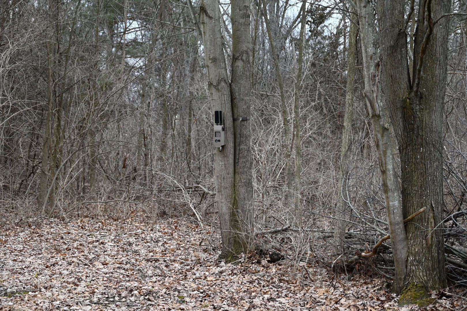 Hunting land in Michigan