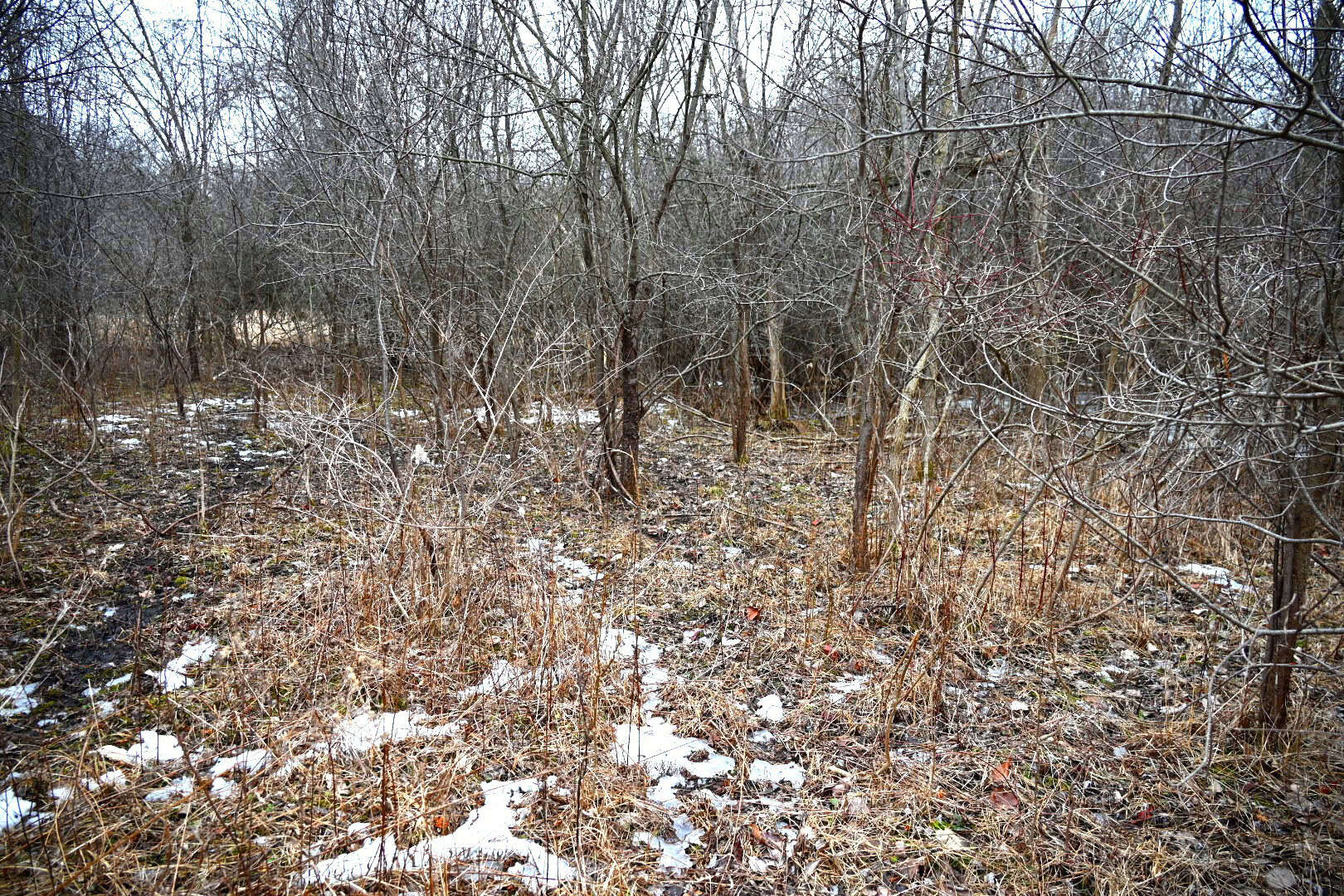 Hunting land in Michigan
