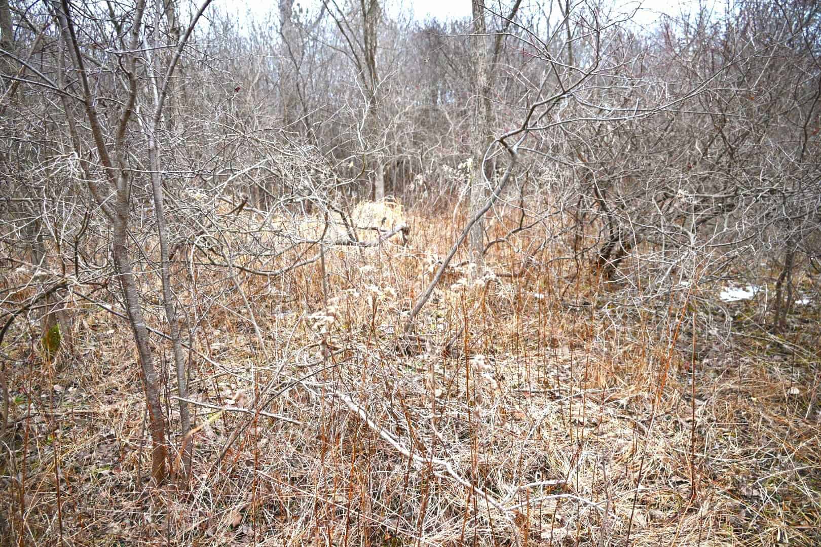 Hunting land in Michigan