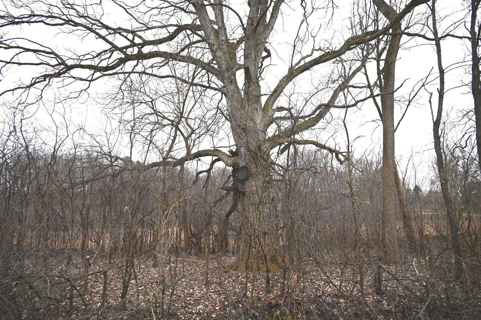 Hunting land in Michigan