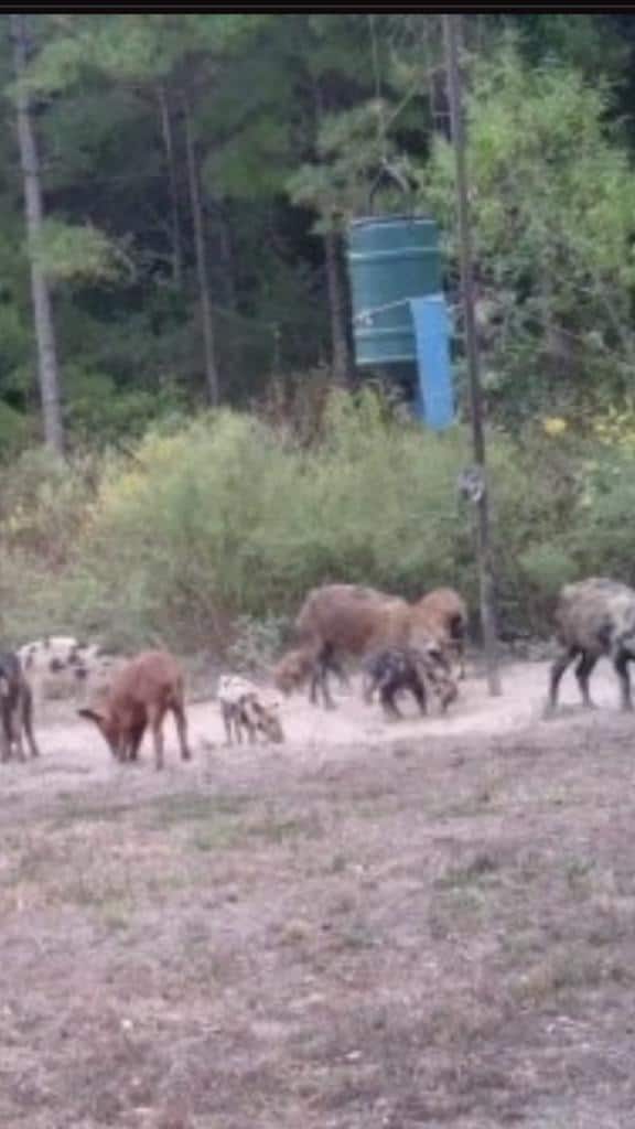 Hunting Property in Winn Parish LA For Sale