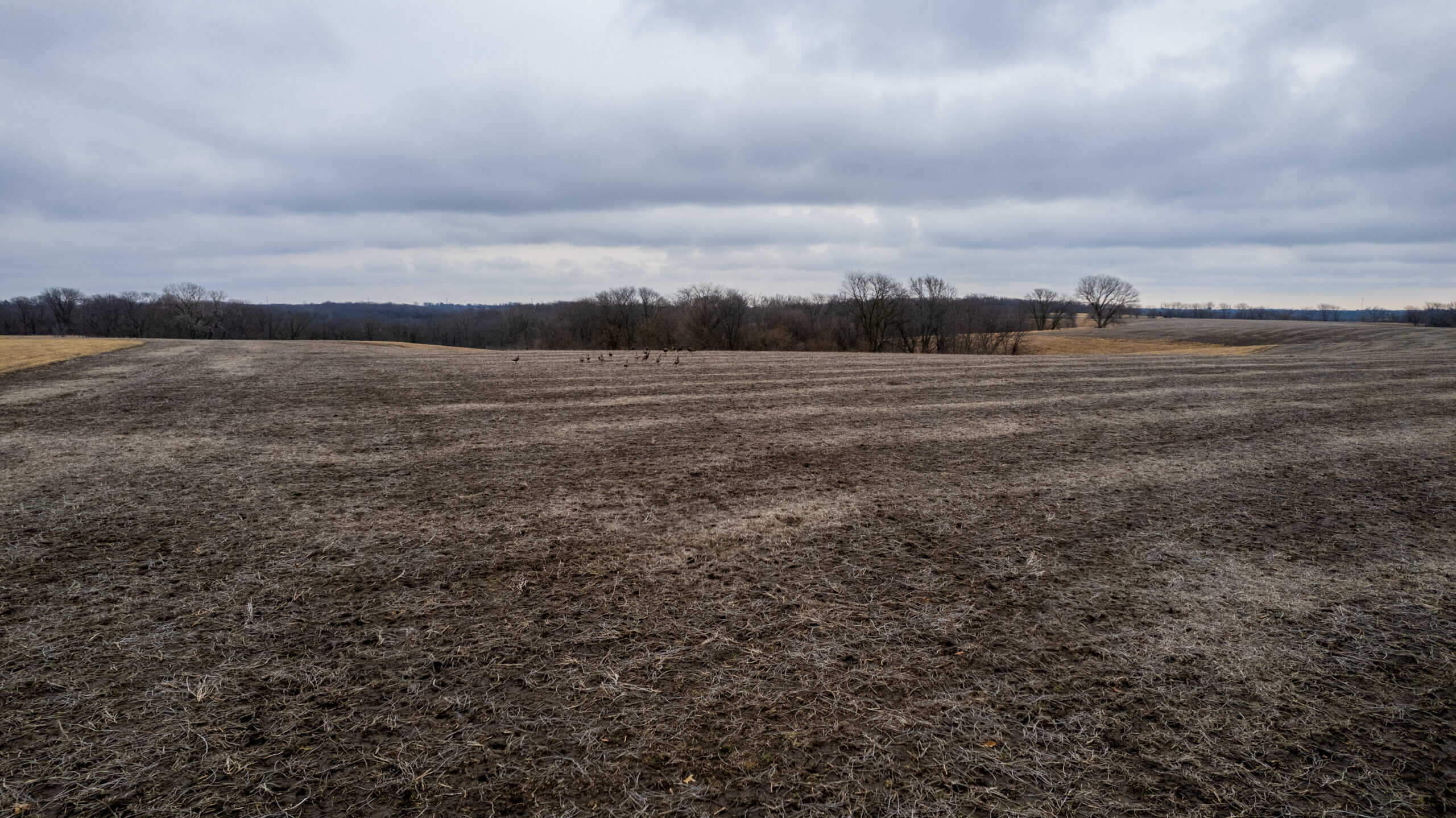 151 Acres | Hunting & Income-Producing Farm | Wapello County, IA