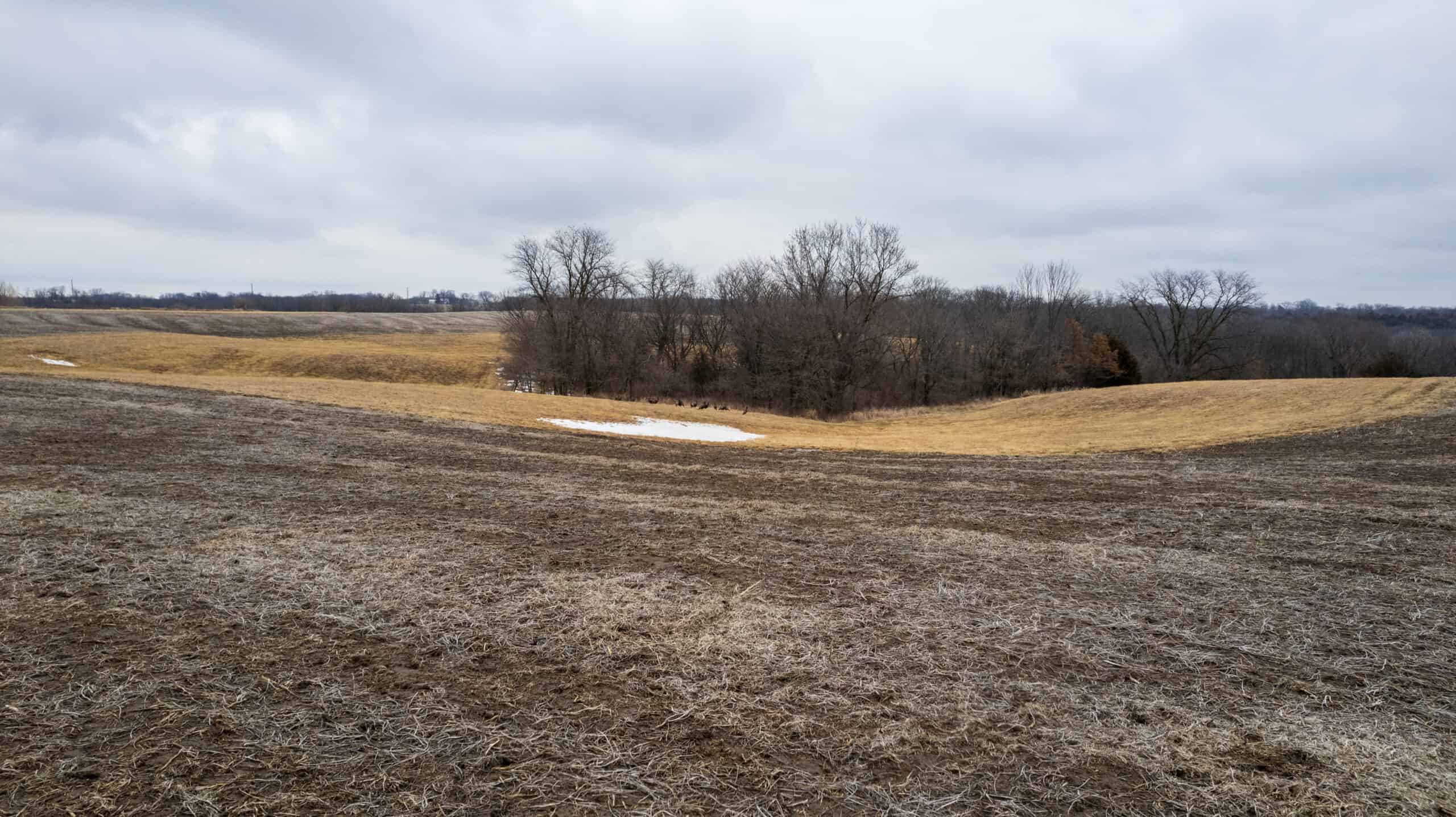 86 Acres | Hunting, Income Potential, Pond & Building Site | Wapello County, IA