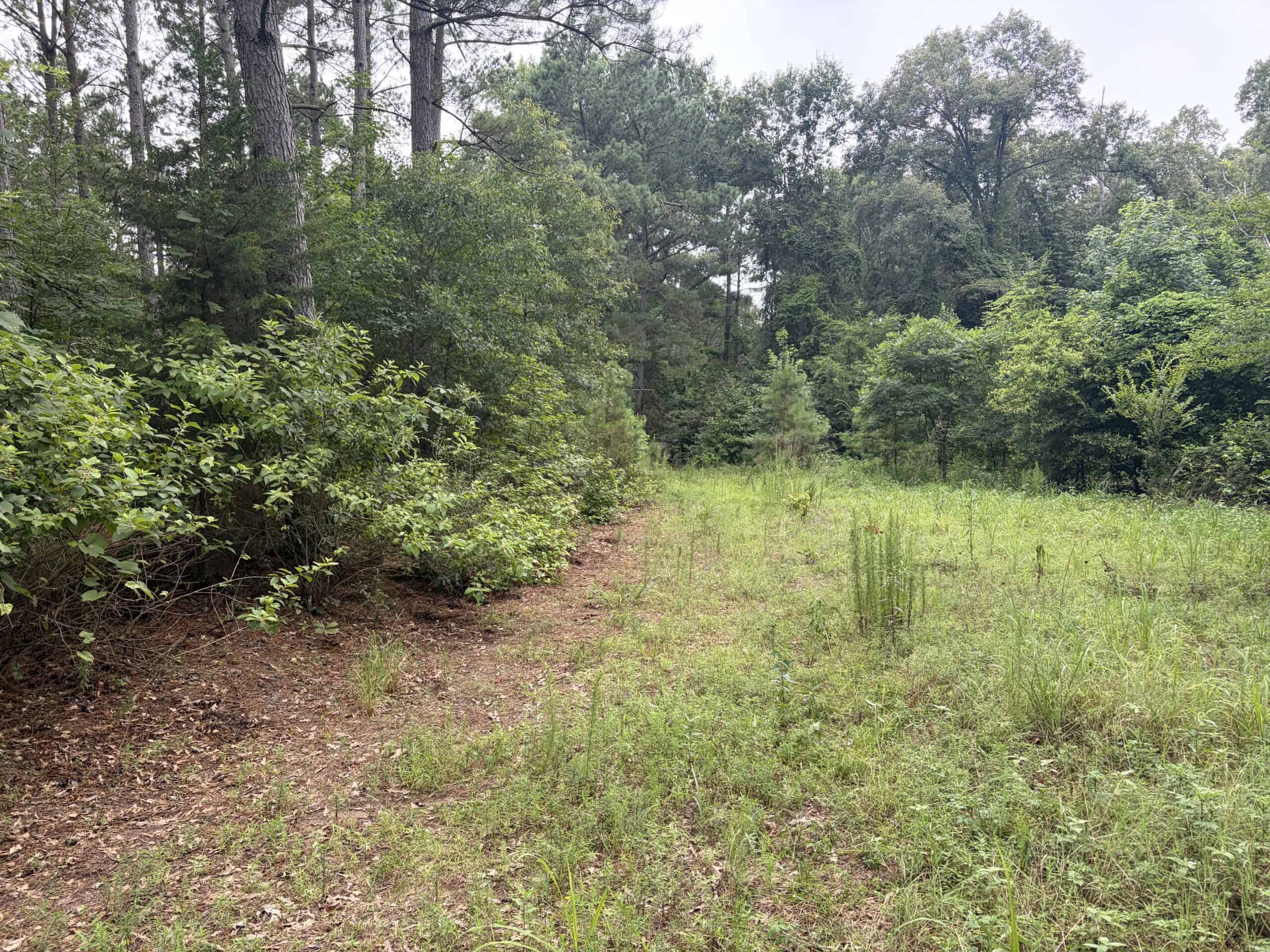 East Texas Hunting and Timber Acreage With Homesites