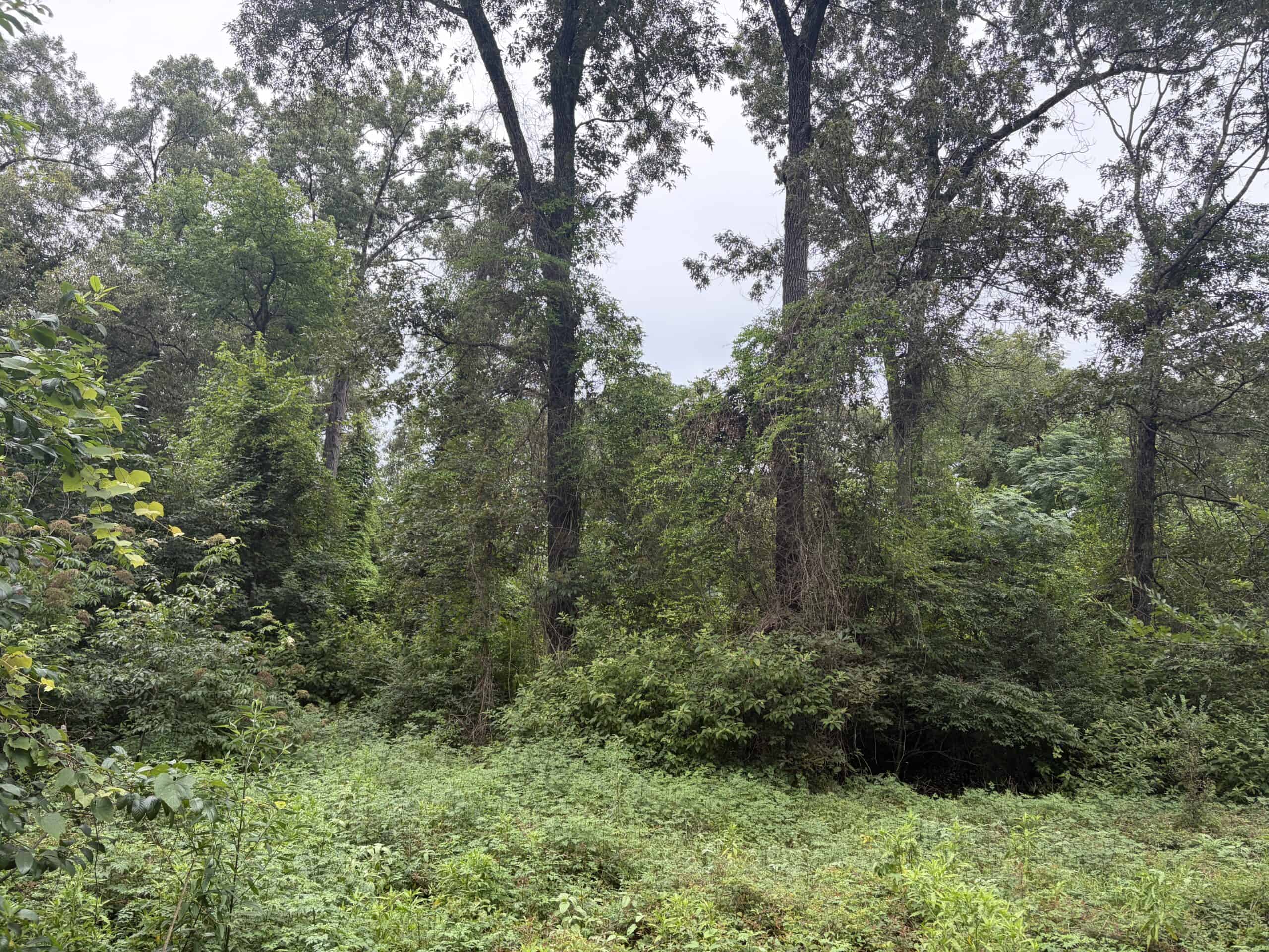 East Texas Hunting and Timber Acreage With Homesites