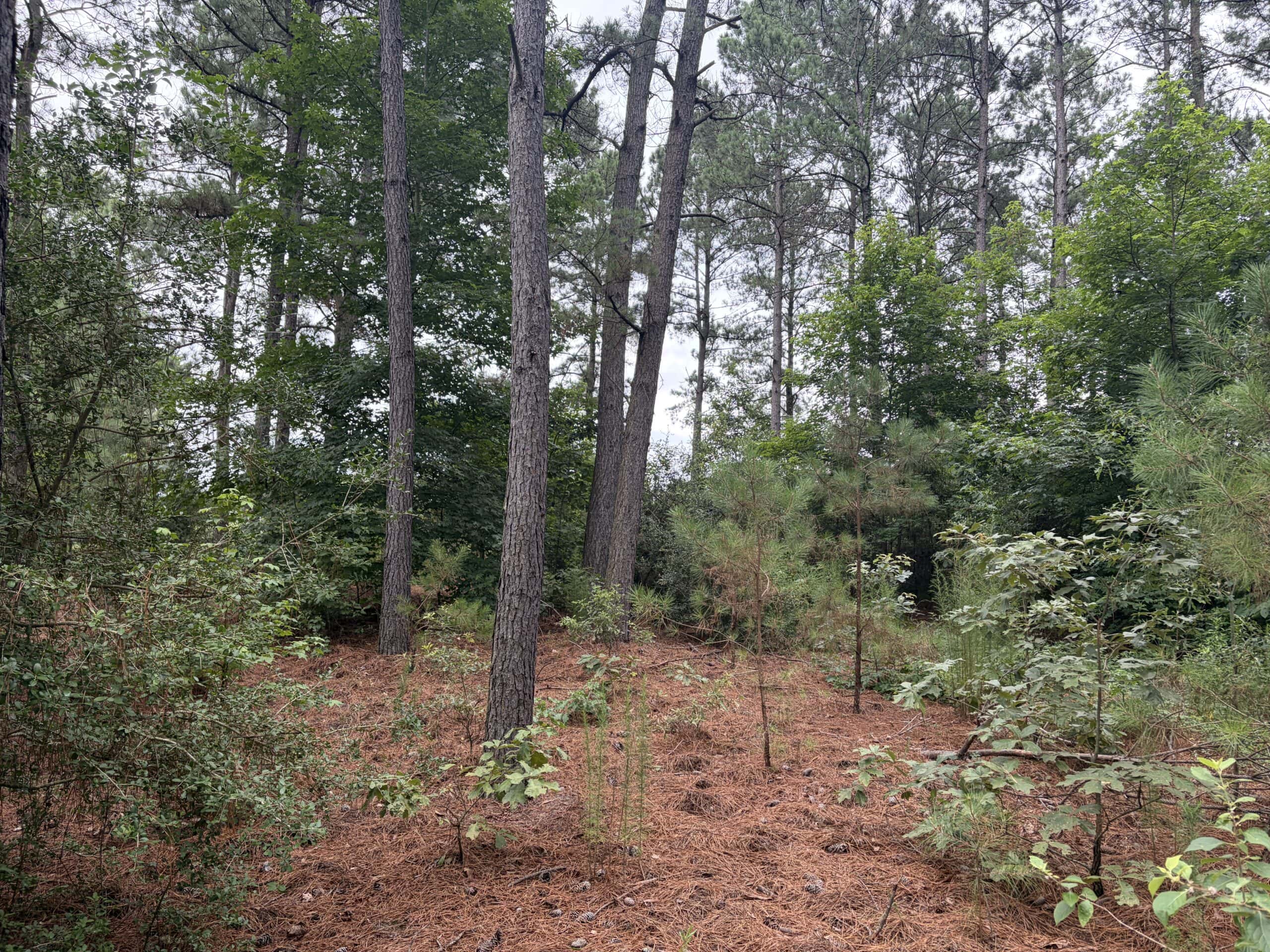 East Texas Hunting and Timber Acreage With Homesites