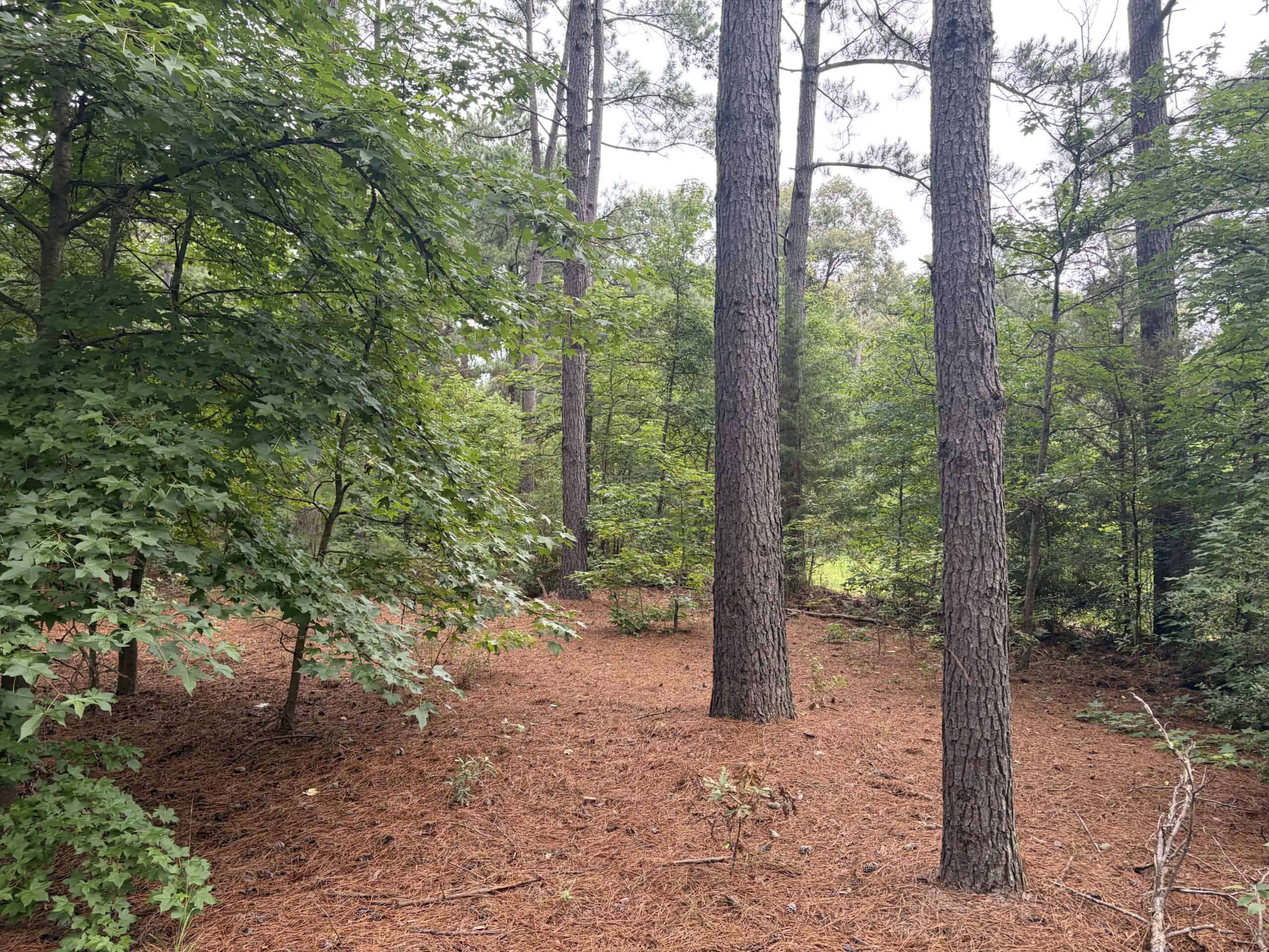 East Texas Hunting and Timber Acreage With Homesites