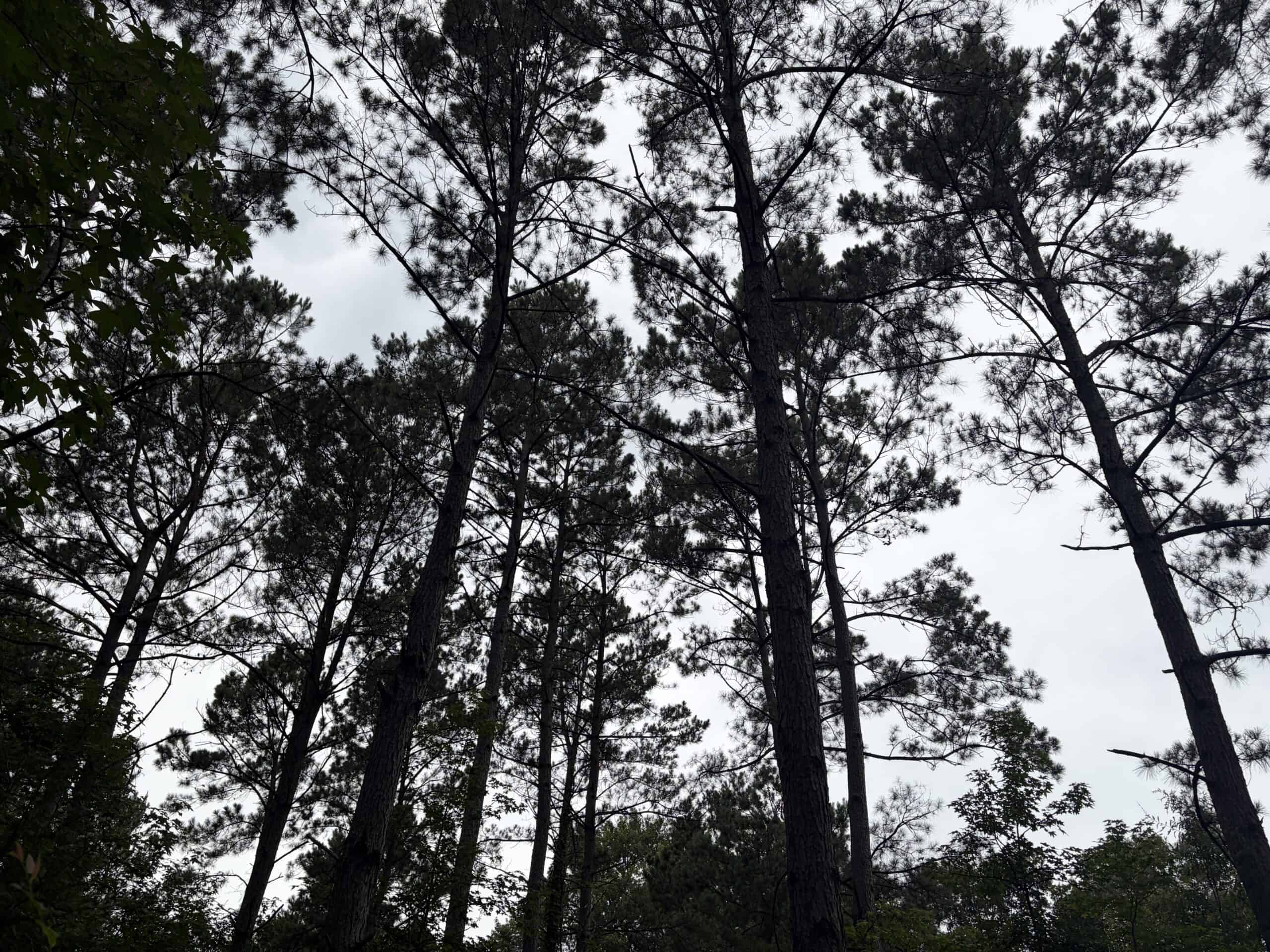 East Texas Hunting and Timber Acreage With Homesites