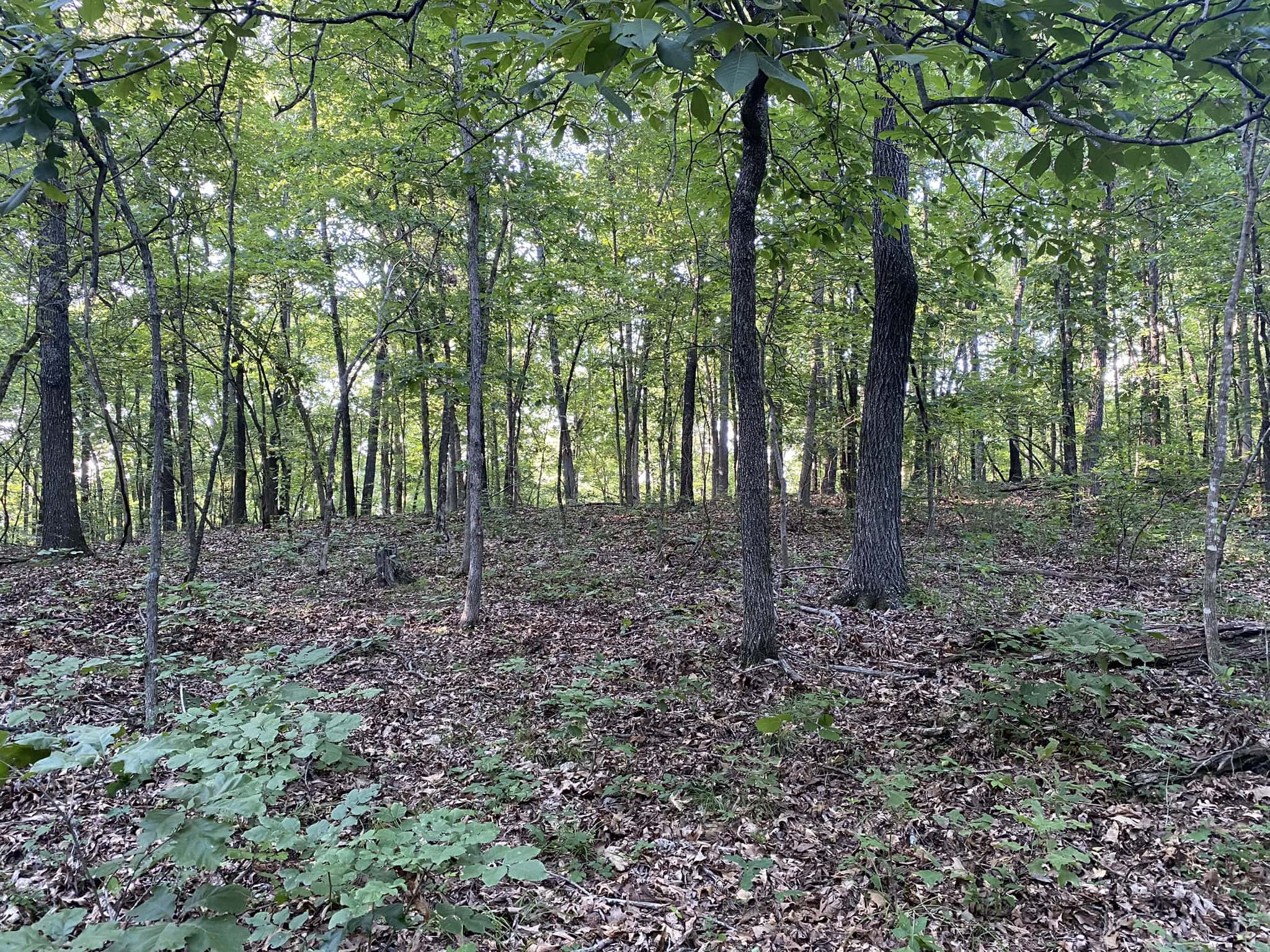 HUNTING LAND FOR SALE IN NORTH CENTRAL ARKANSAS