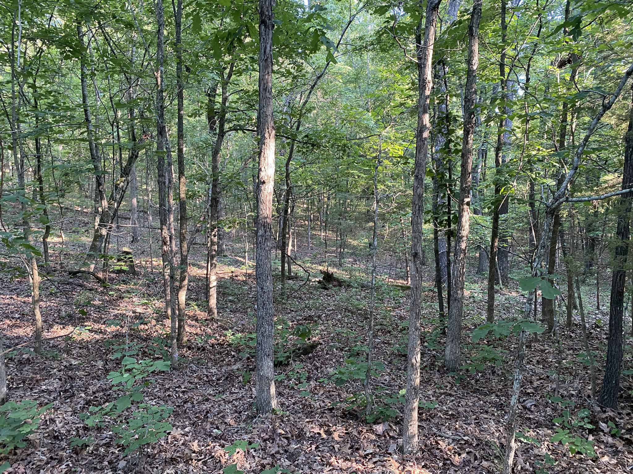 HUNTING LAND FOR SALE IN NORTH CENTRAL ARKANSAS
