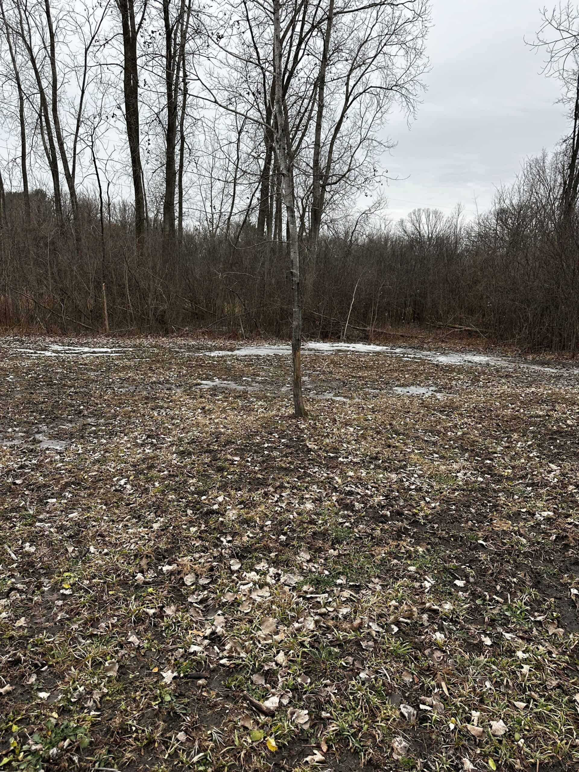 Hunting land in Michigan