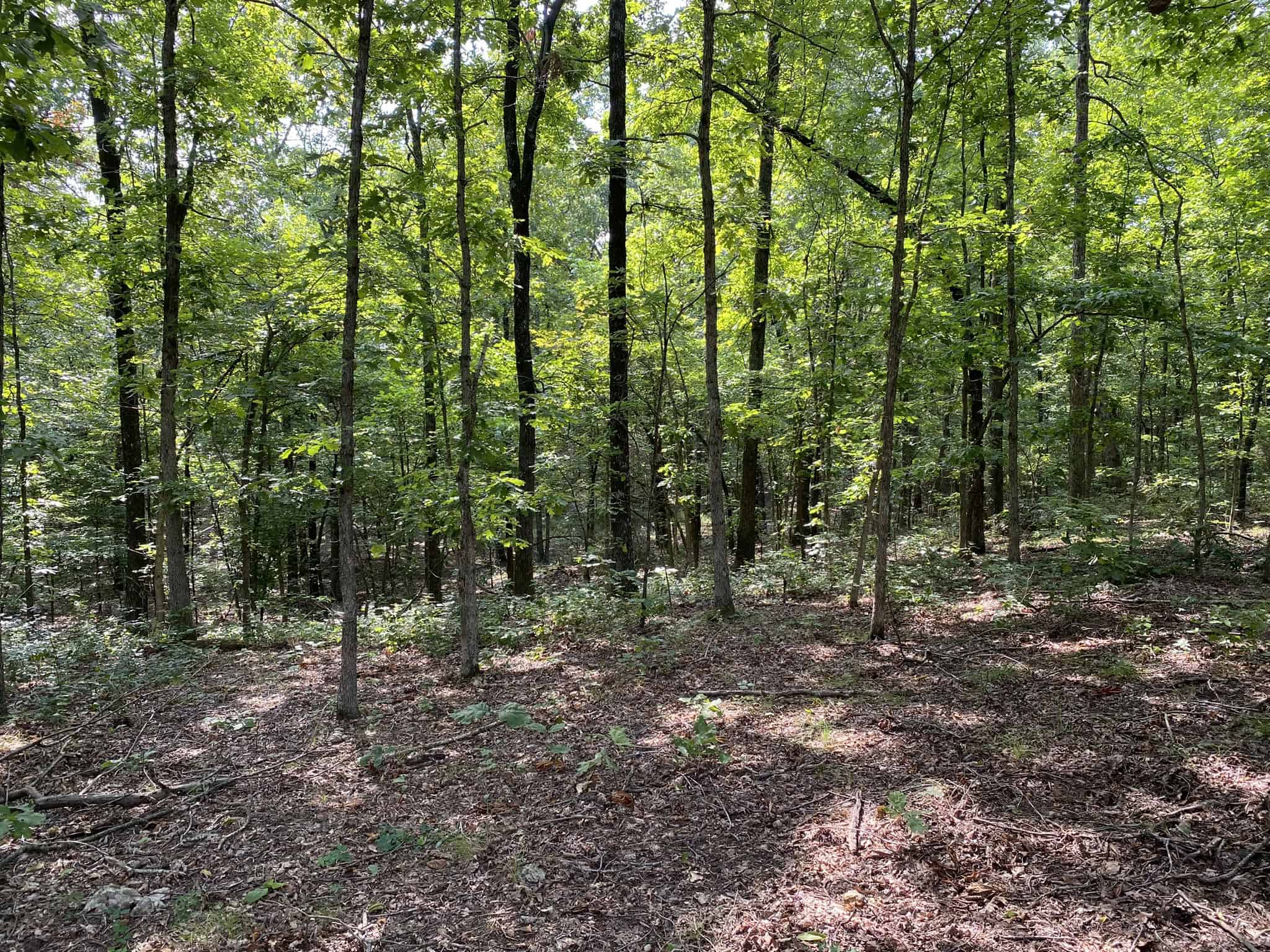 HUNTING LAND FOR SALE IN NORTH CENTRAL ARKANSAS