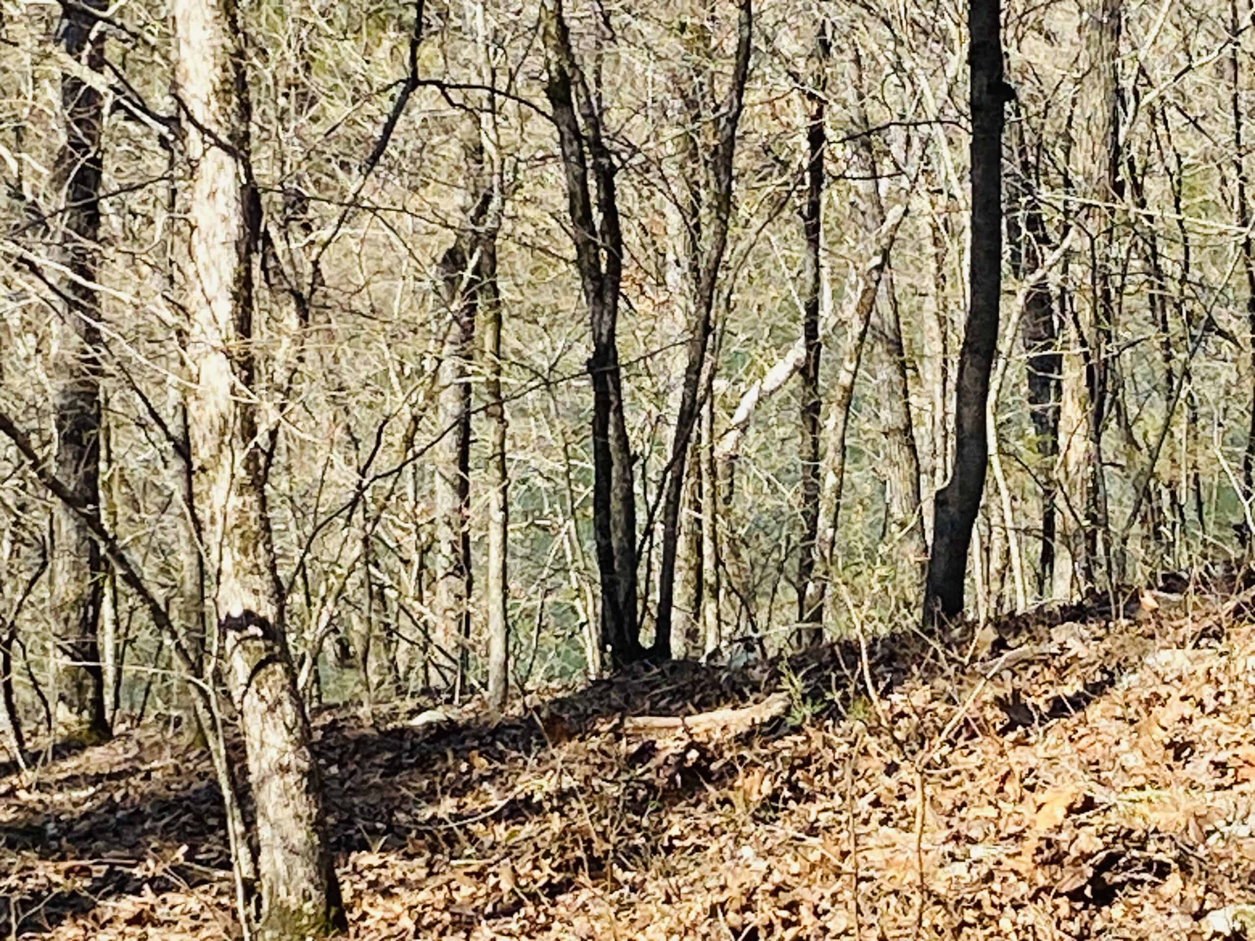 RURAL RIVERFRONT LAND WITH GREAT VIEWS FOR SALE IN ARKANSAS