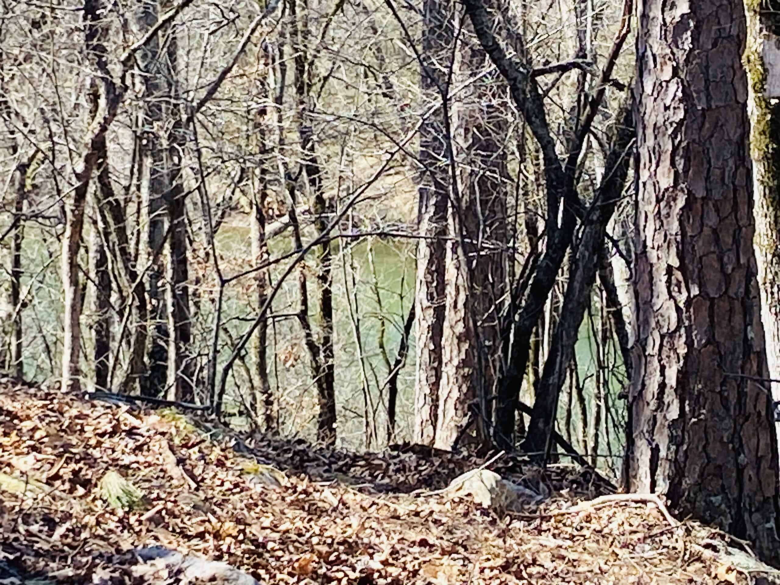 RURAL RIVERFRONT LAND WITH GREAT VIEWS FOR SALE IN ARKANSAS