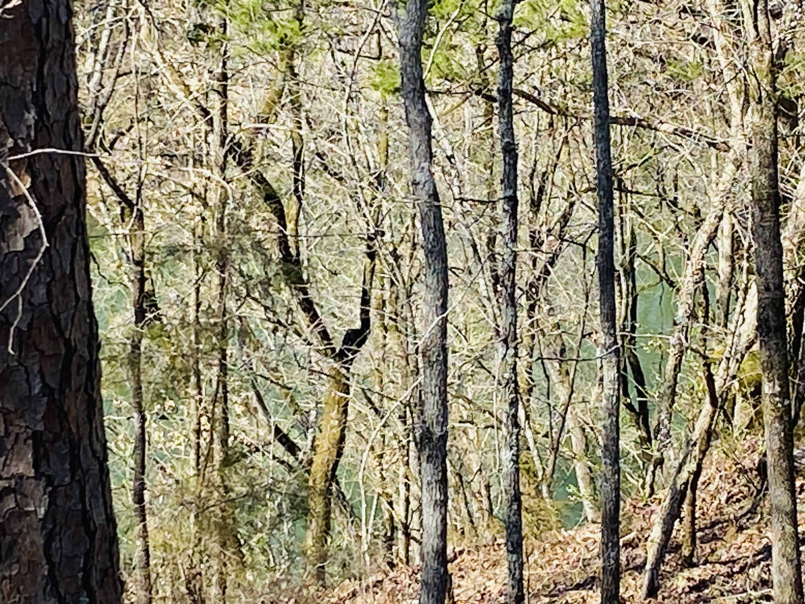 RURAL RIVERFRONT LAND WITH GREAT VIEWS FOR SALE IN ARKANSAS