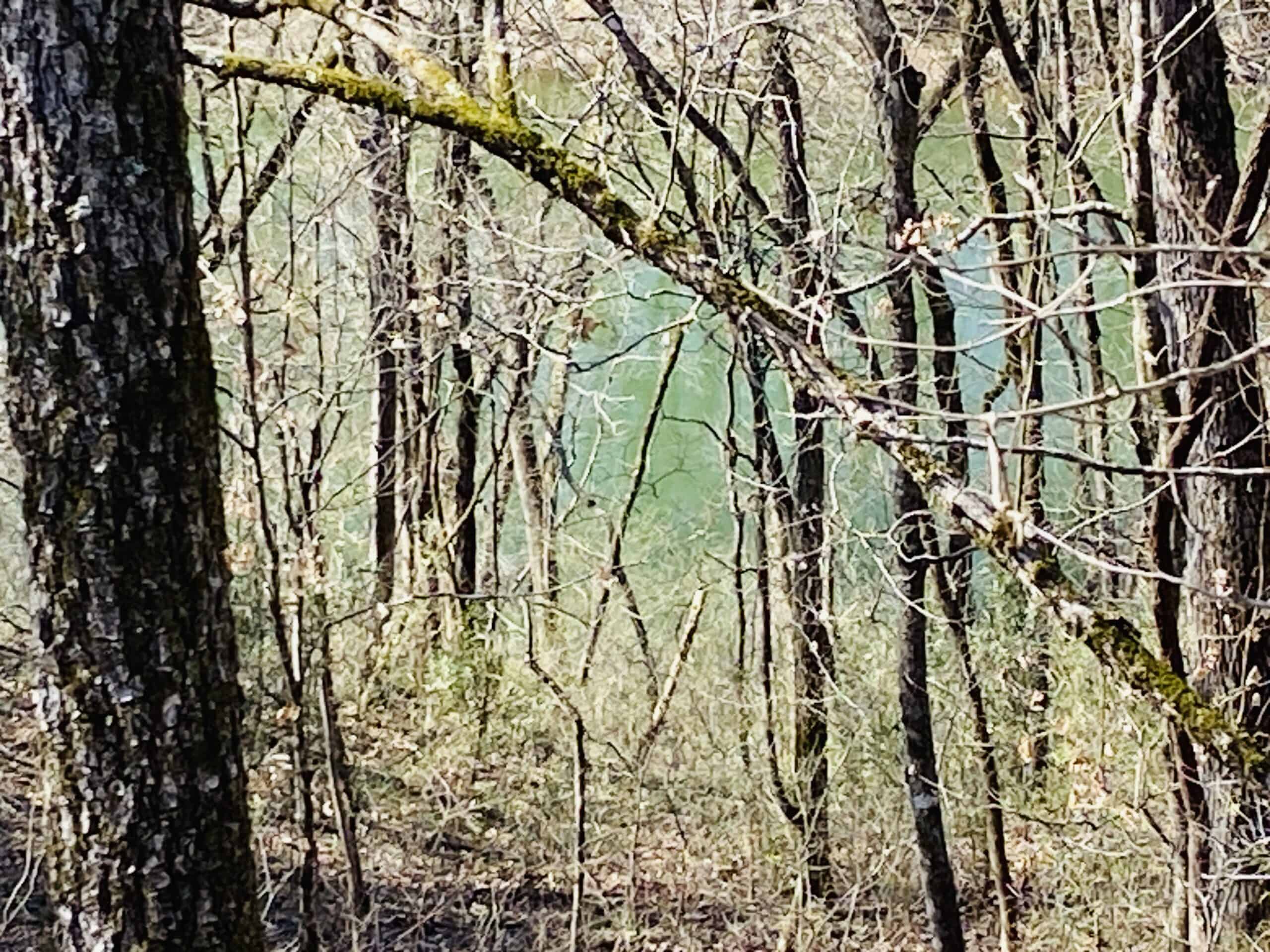 RURAL RIVERFRONT LAND WITH GREAT VIEWS FOR SALE IN ARKANSAS
