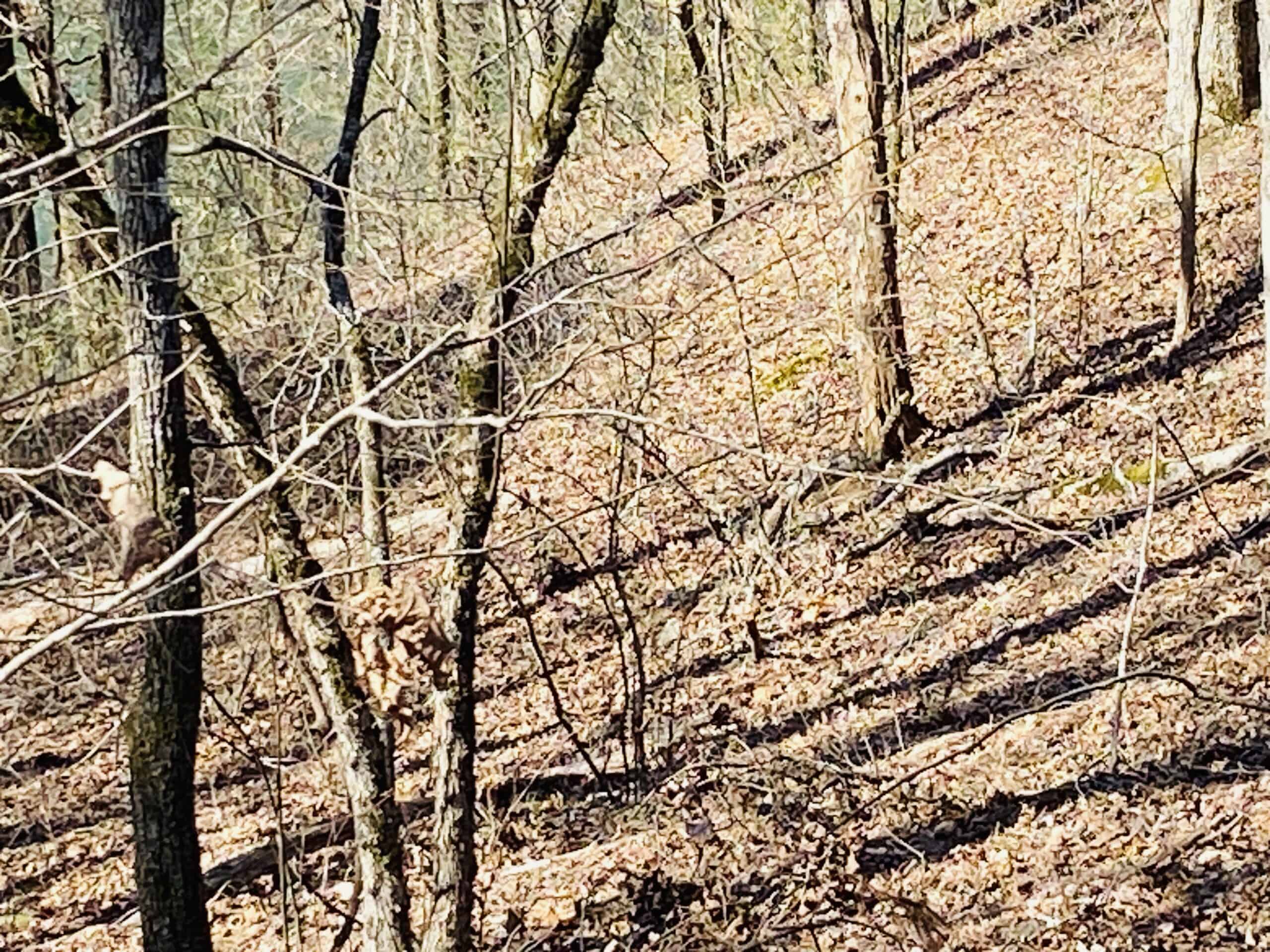 RURAL RIVERFRONT LAND WITH GREAT VIEWS FOR SALE IN ARKANSAS