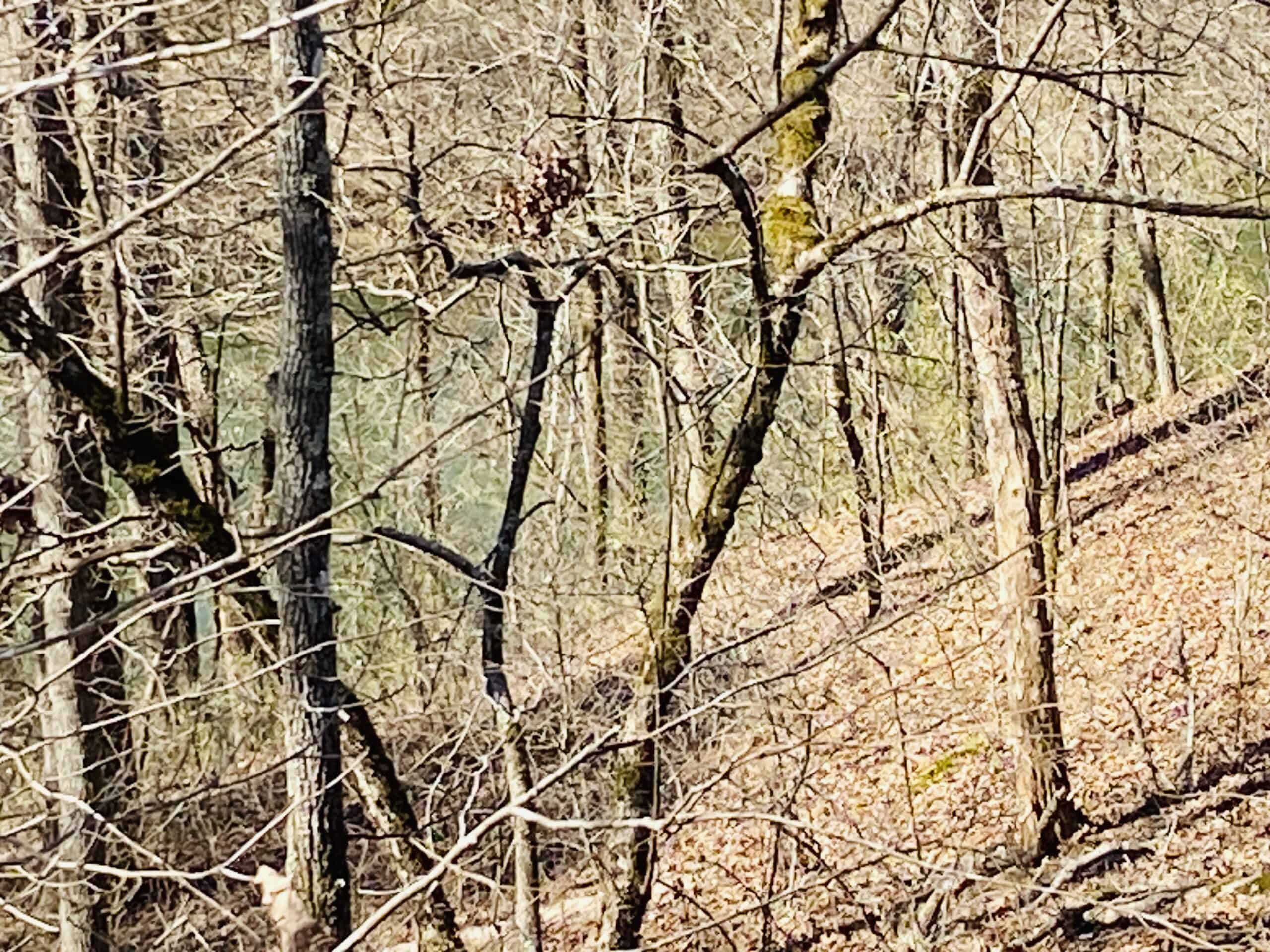 RURAL RIVERFRONT LAND WITH GREAT VIEWS FOR SALE IN ARKANSAS