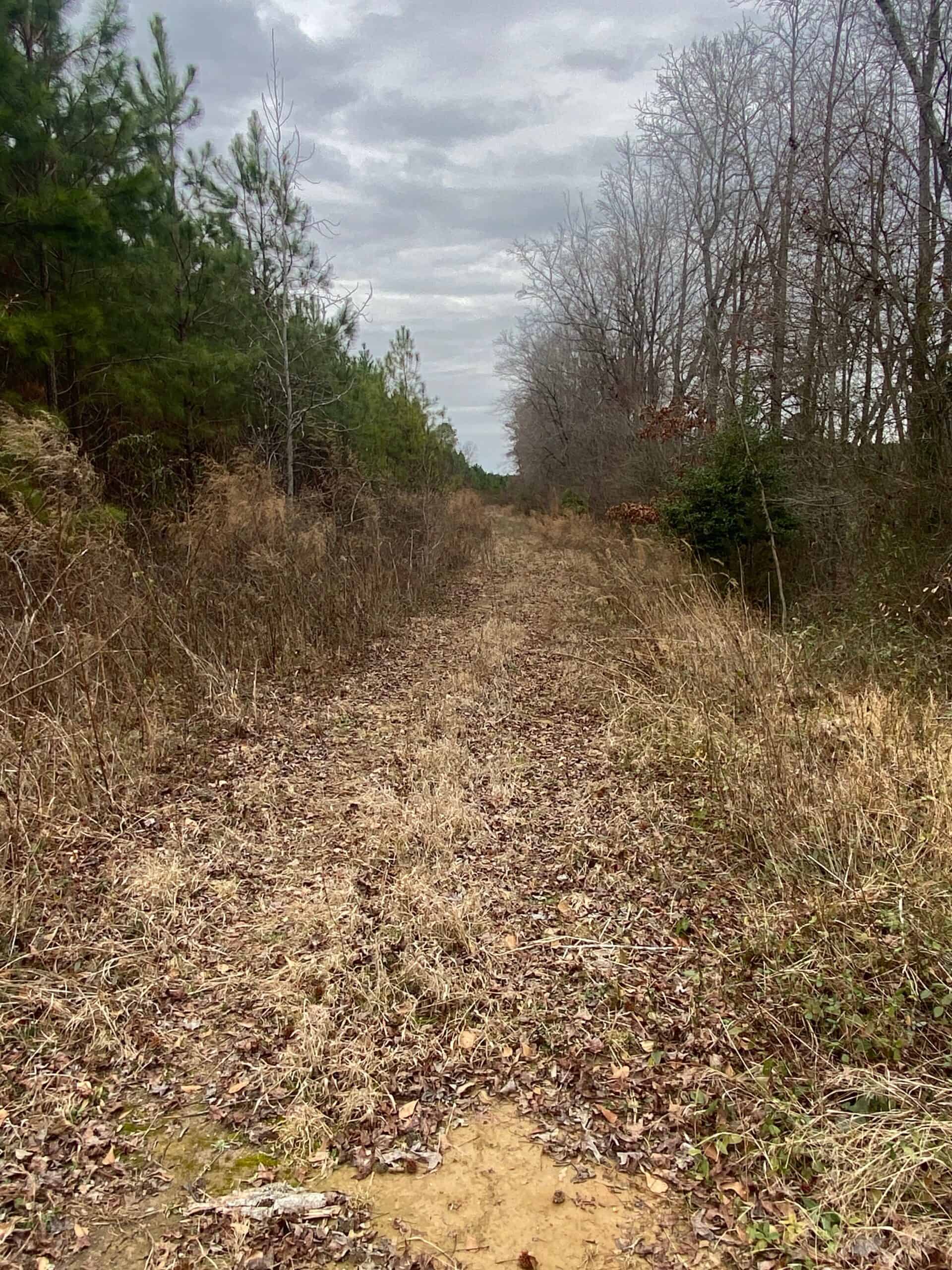 56 Acres of Hunting Property in Bertie County, NC