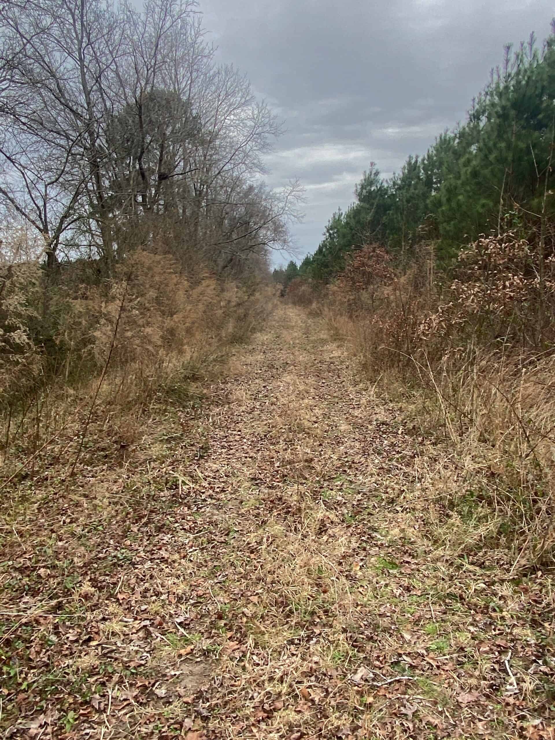 56 Acres of Hunting Property in Bertie County, NC