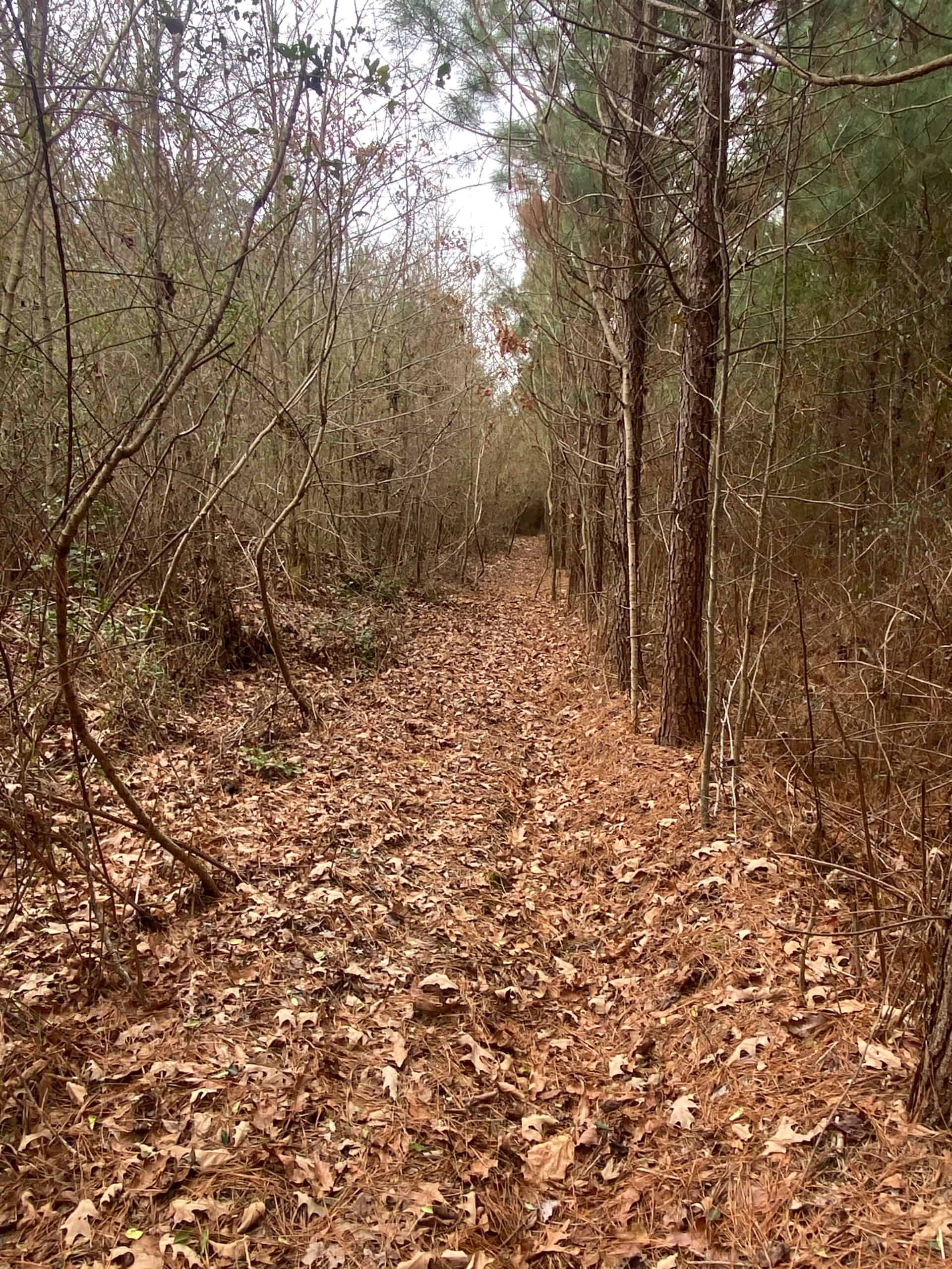 56 Acres of Hunting Property in Bertie County, NC