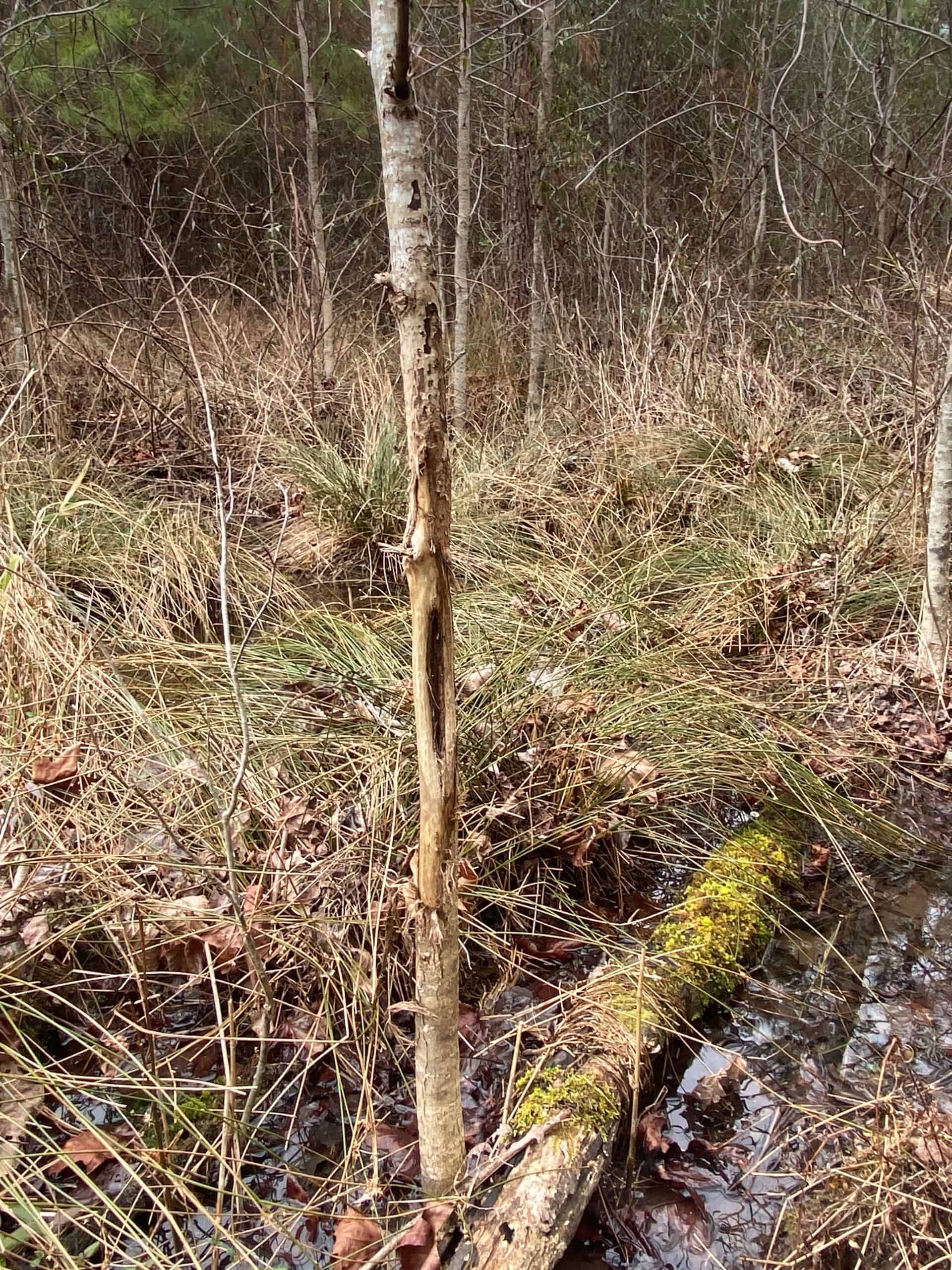 56 Acres of Hunting Property in Bertie County, NC