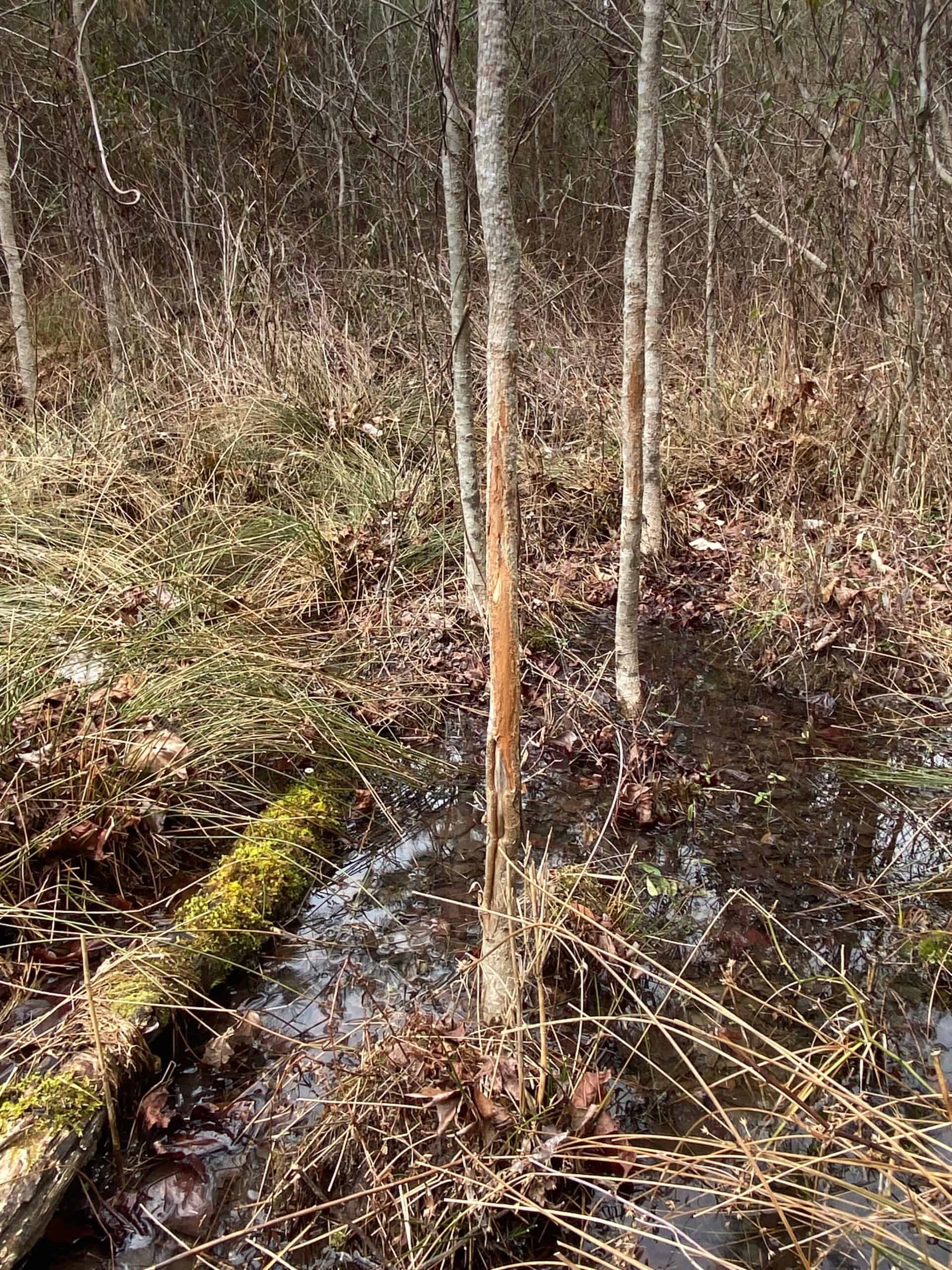 56 Acres of Hunting Property in Bertie County, NC