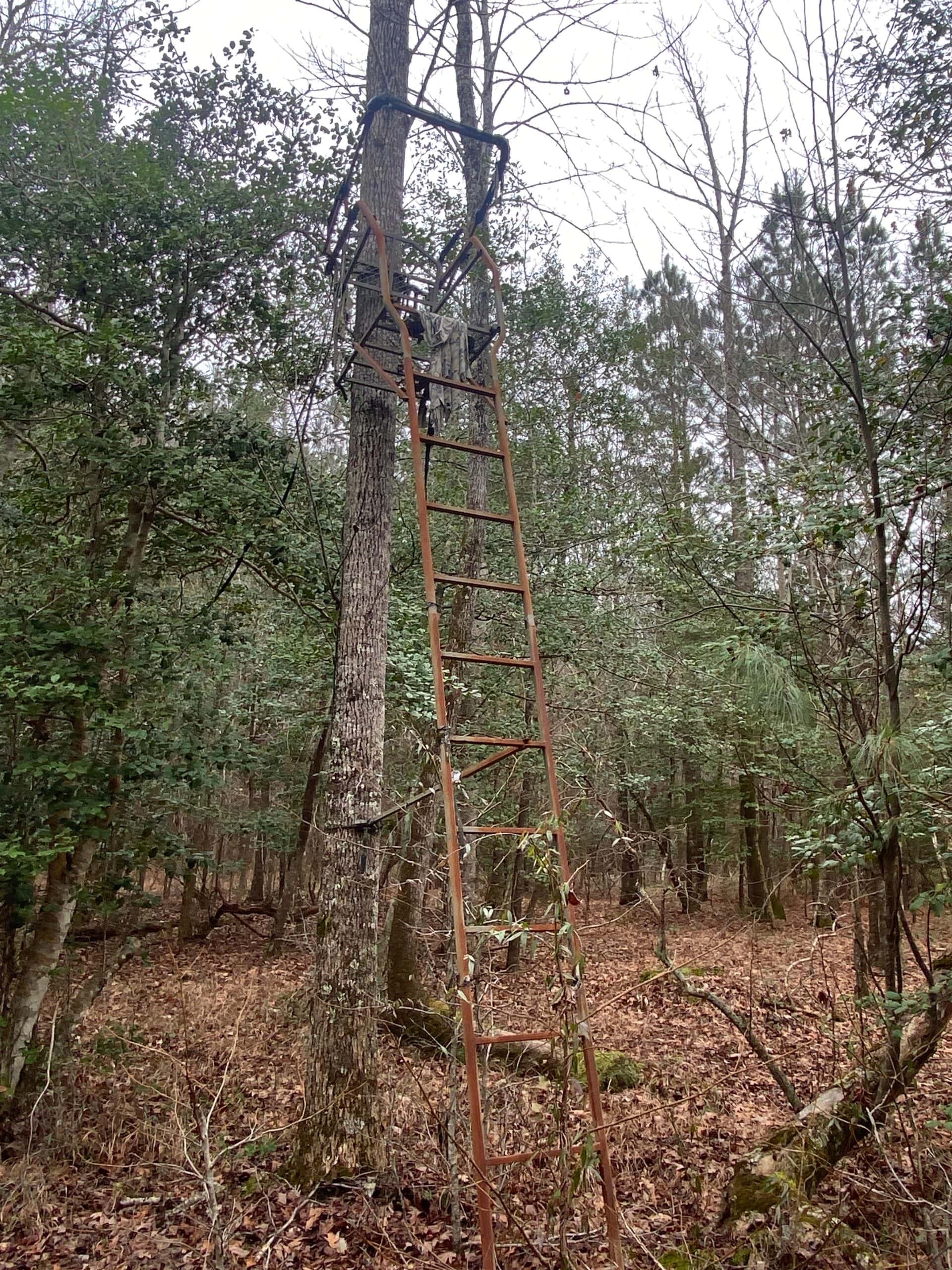 56 Acres of Hunting Property in Bertie County, NC