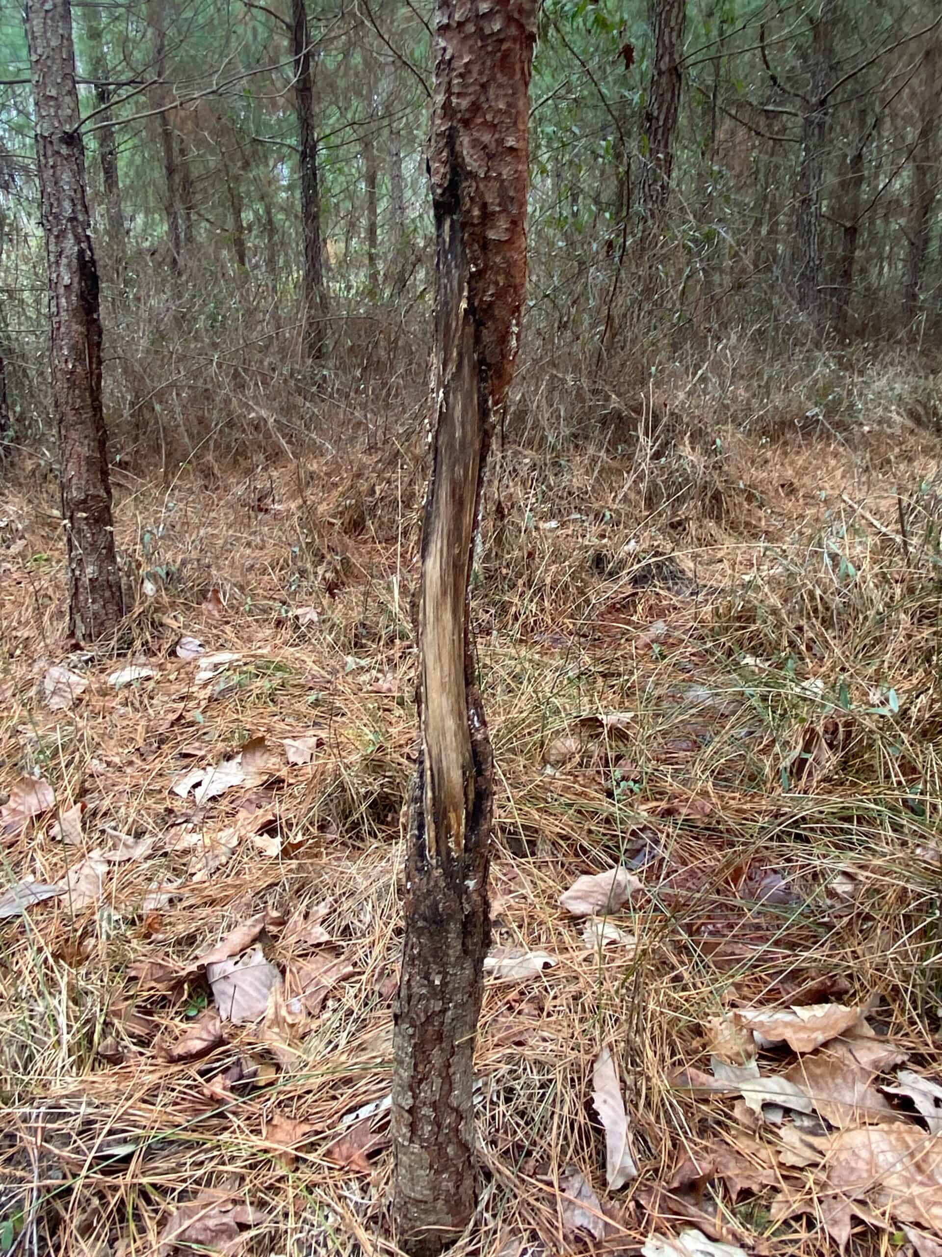 56 Acres of Hunting Property in Bertie County, NC