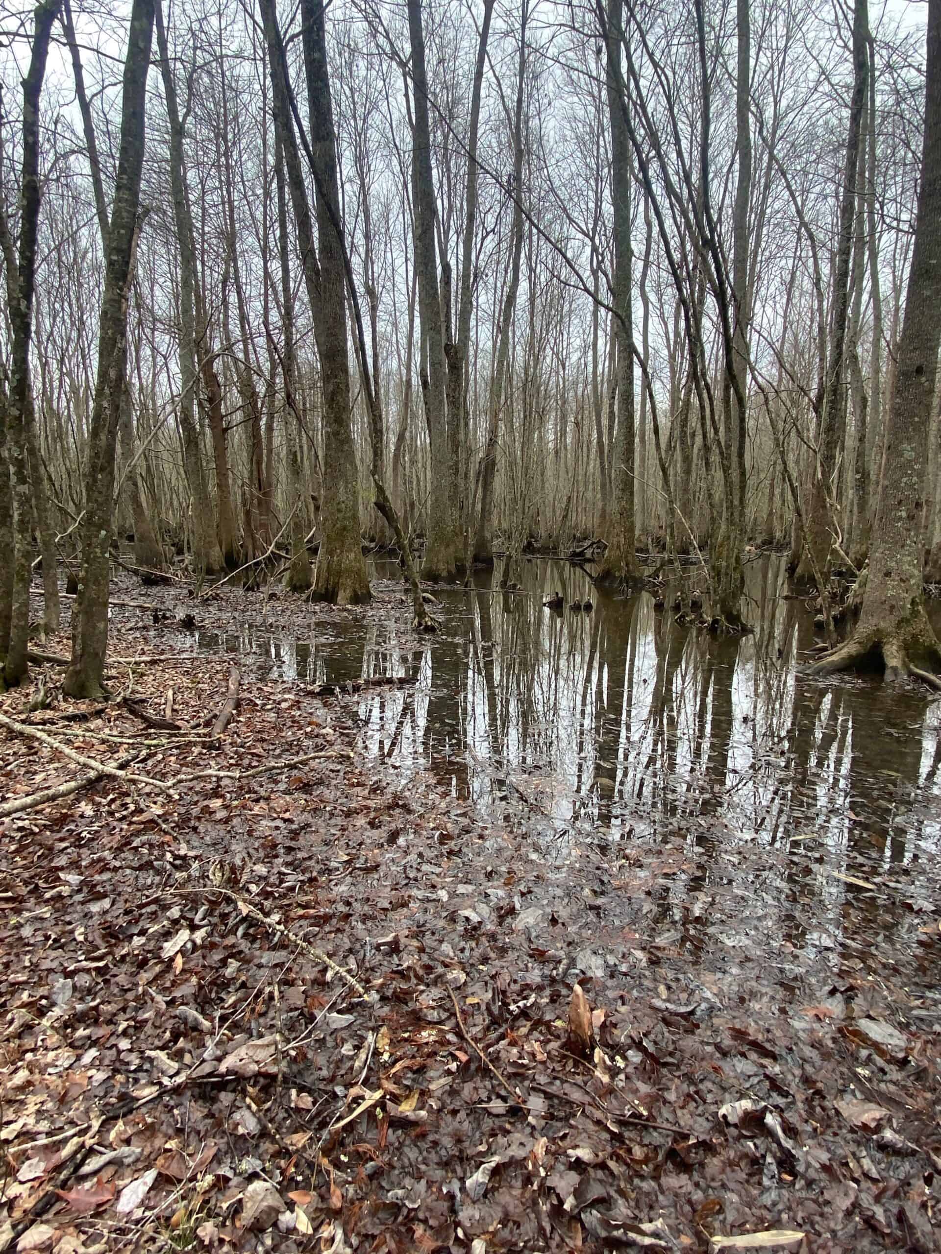 56 Acres of Hunting Property in Bertie County, NC