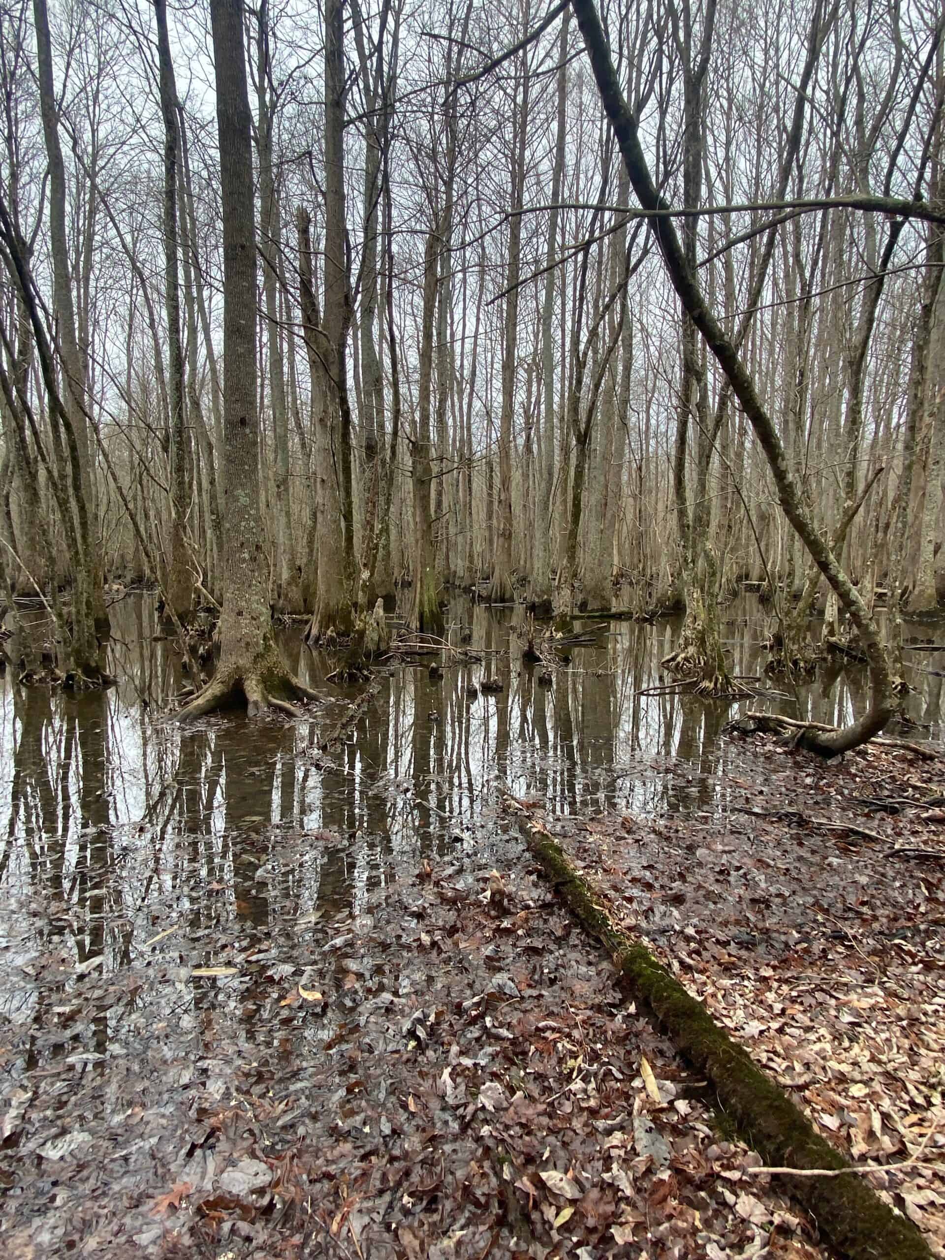 56 Acres of Hunting Property in Bertie County, NC