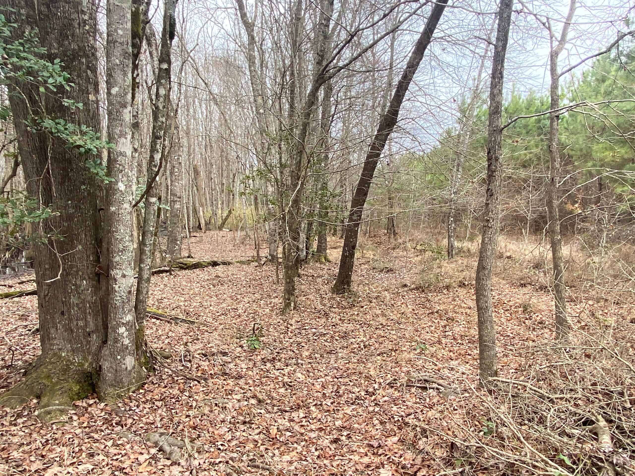 56 Acres of Hunting Property in Bertie County, NC