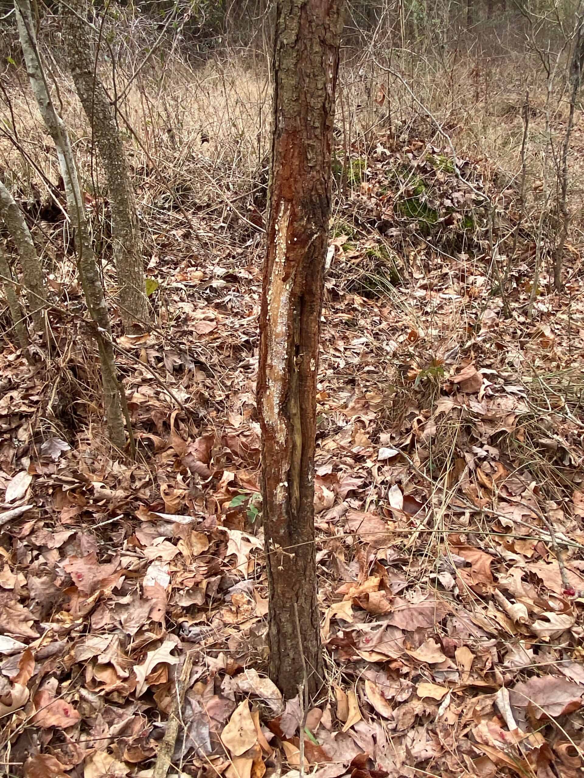 56 Acres of Hunting Property in Bertie County, NC