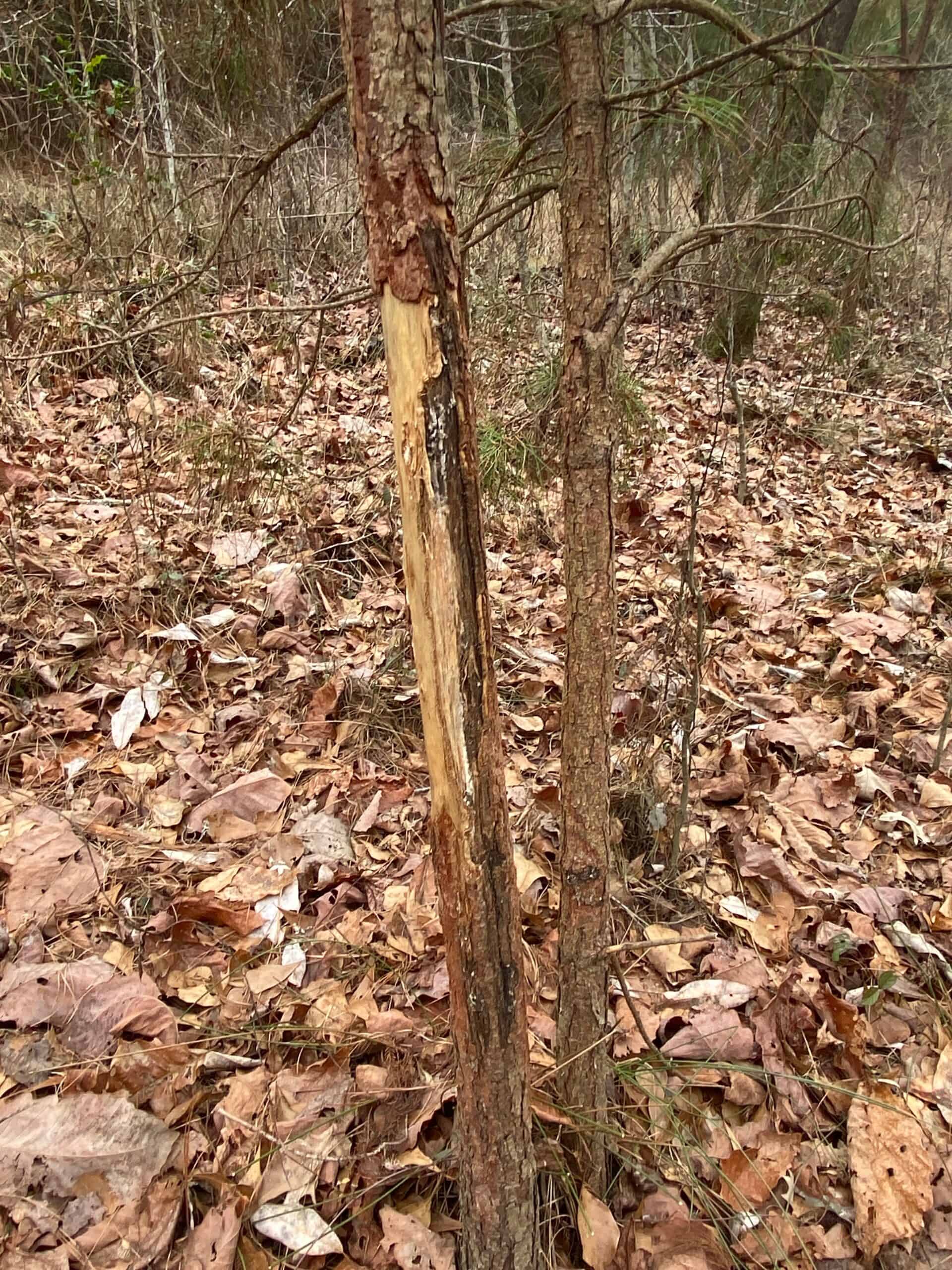 56 Acres of Hunting Property in Bertie County, NC