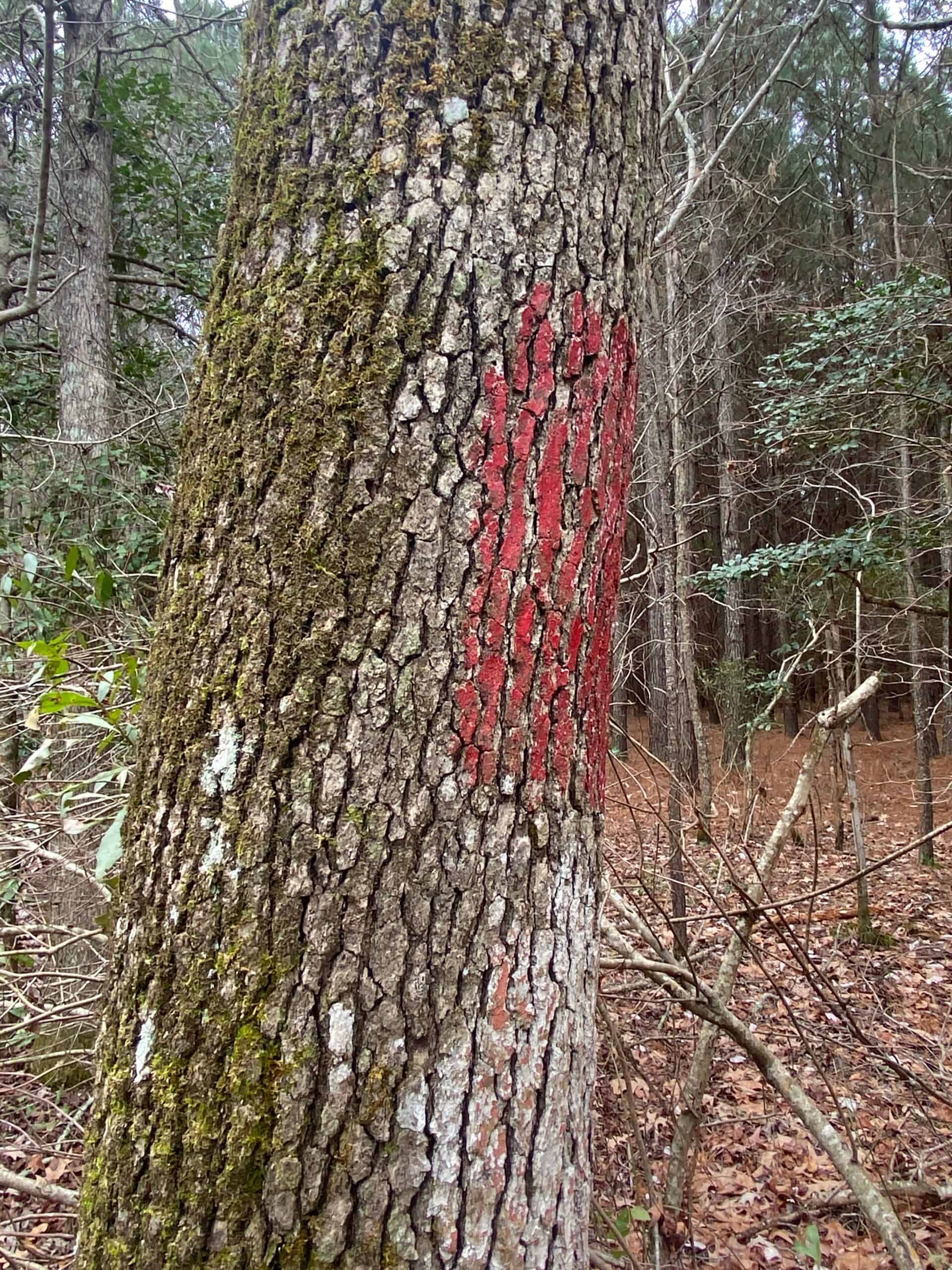 56 Acres of Hunting Property in Bertie County, NC