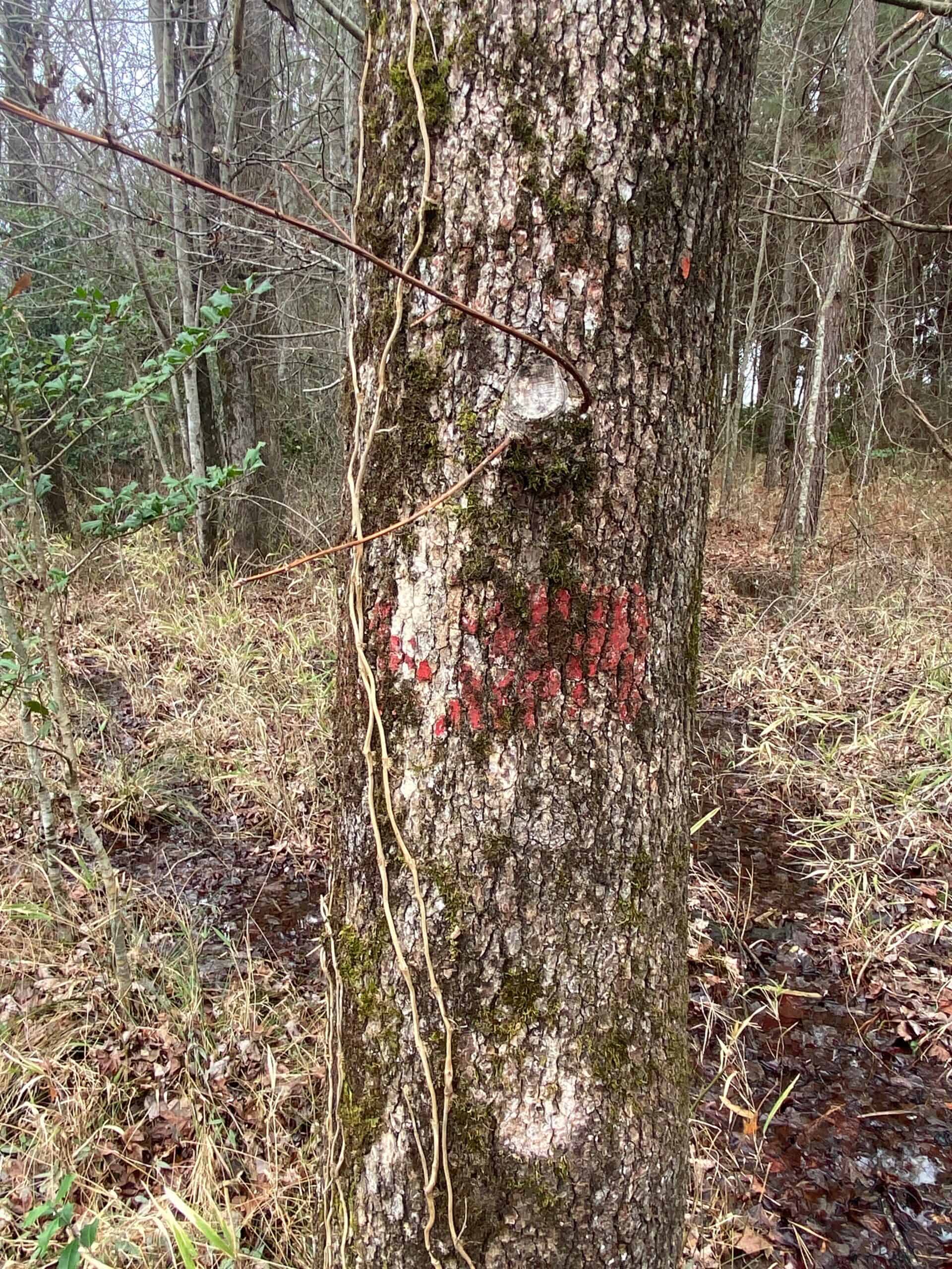 56 Acres of Hunting Property in Bertie County, NC