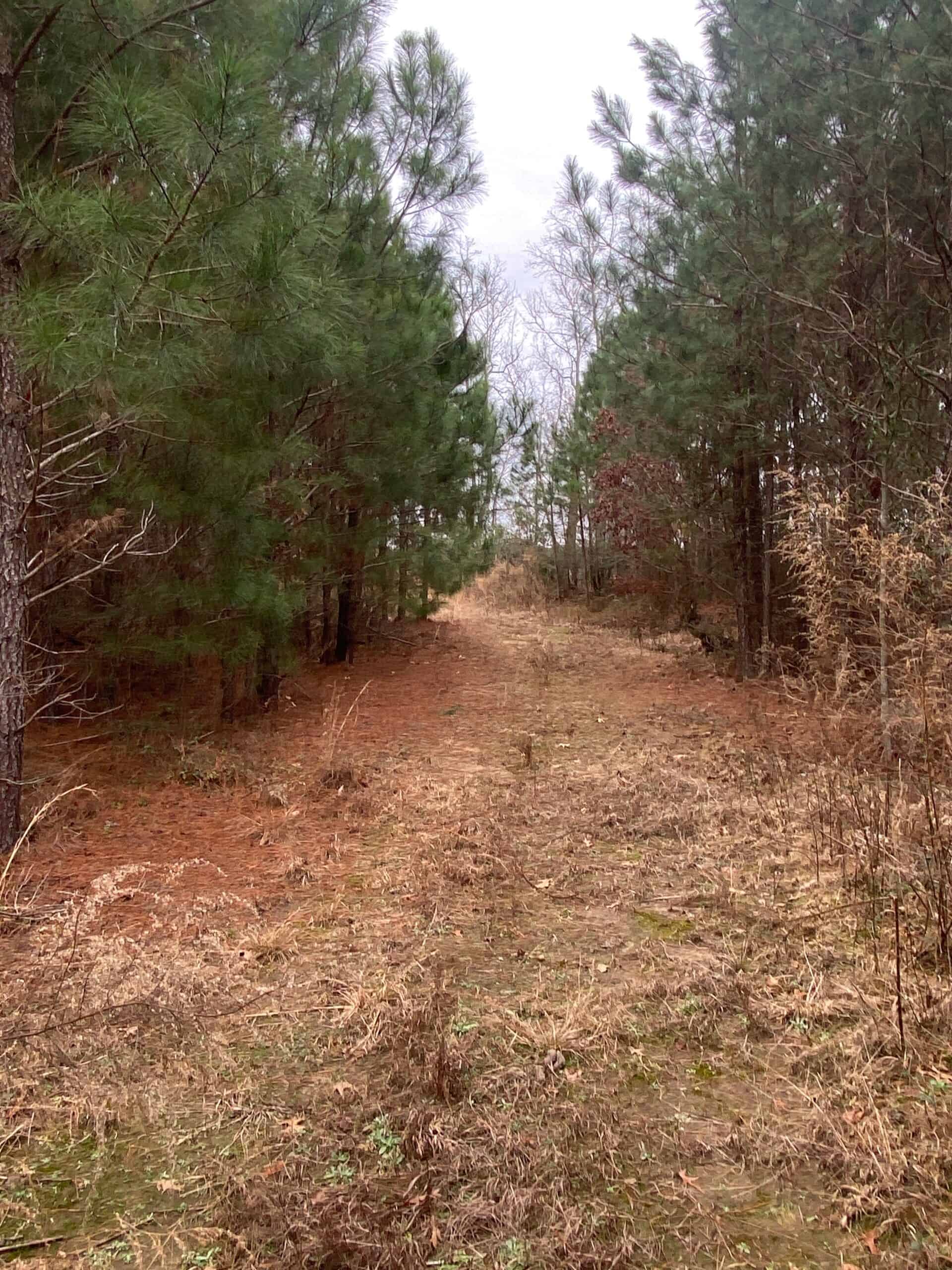 56 Acres of Hunting Property in Bertie County, NC